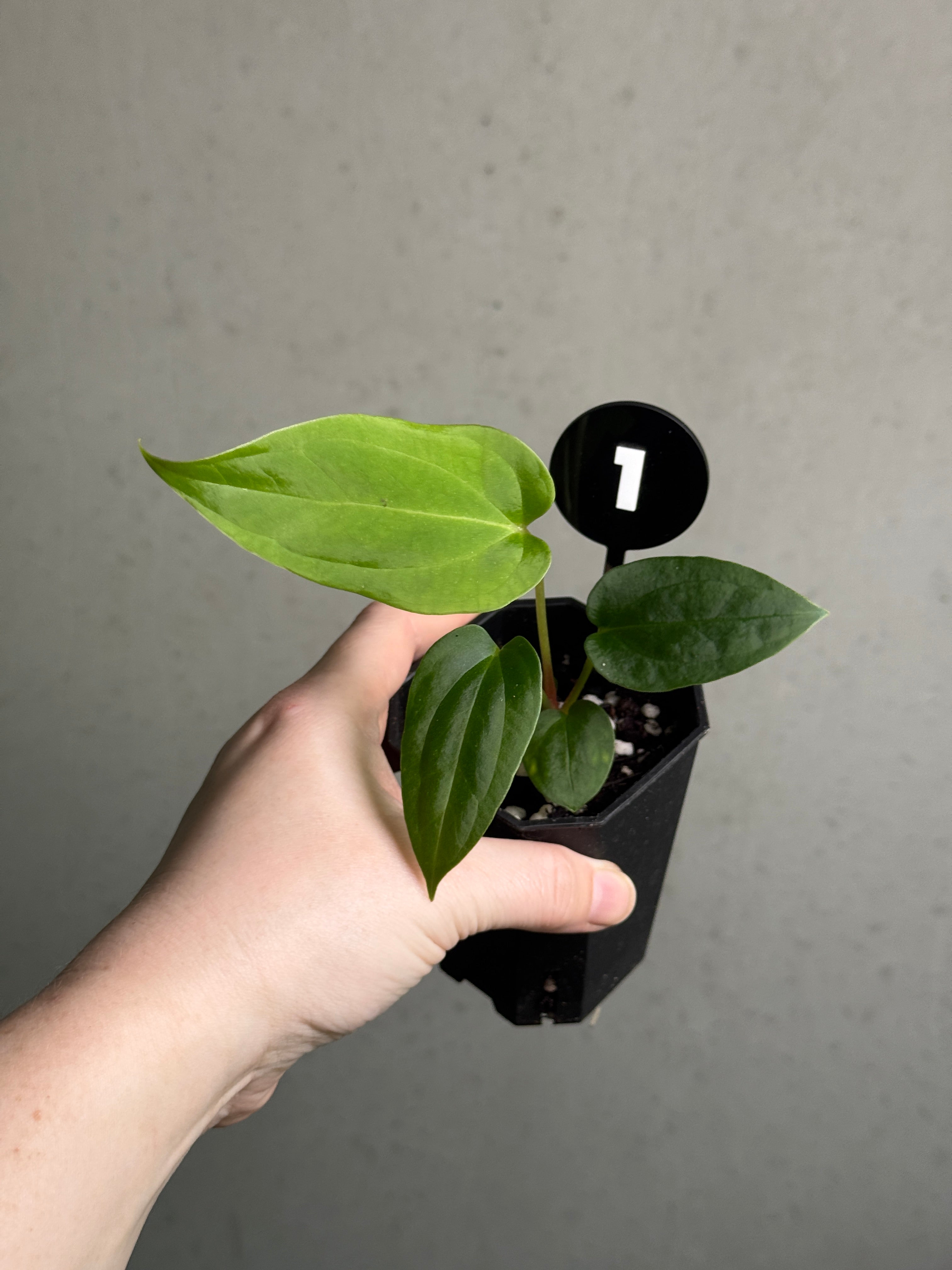 Anthurium BVEP (‘Round’ x RA1) 'Ruin' x Portillae 'Dorito'