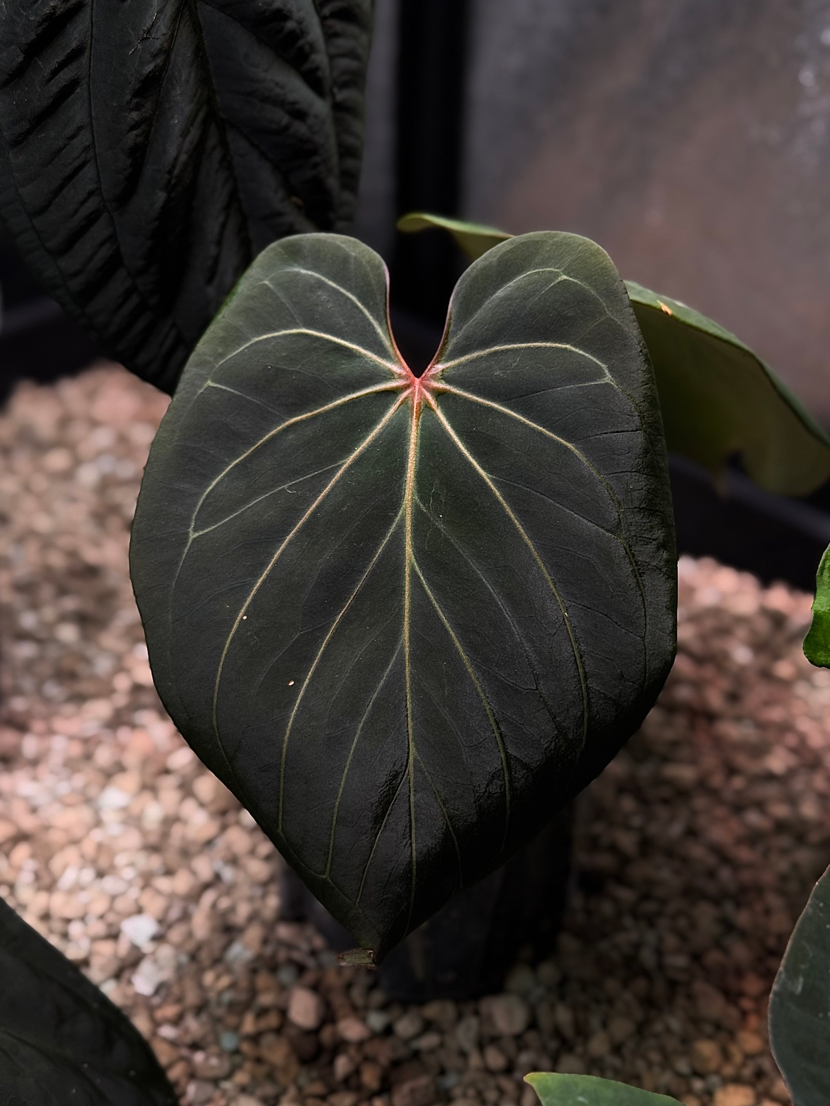 NFS: Anthurium HU #4 - SMUKHI