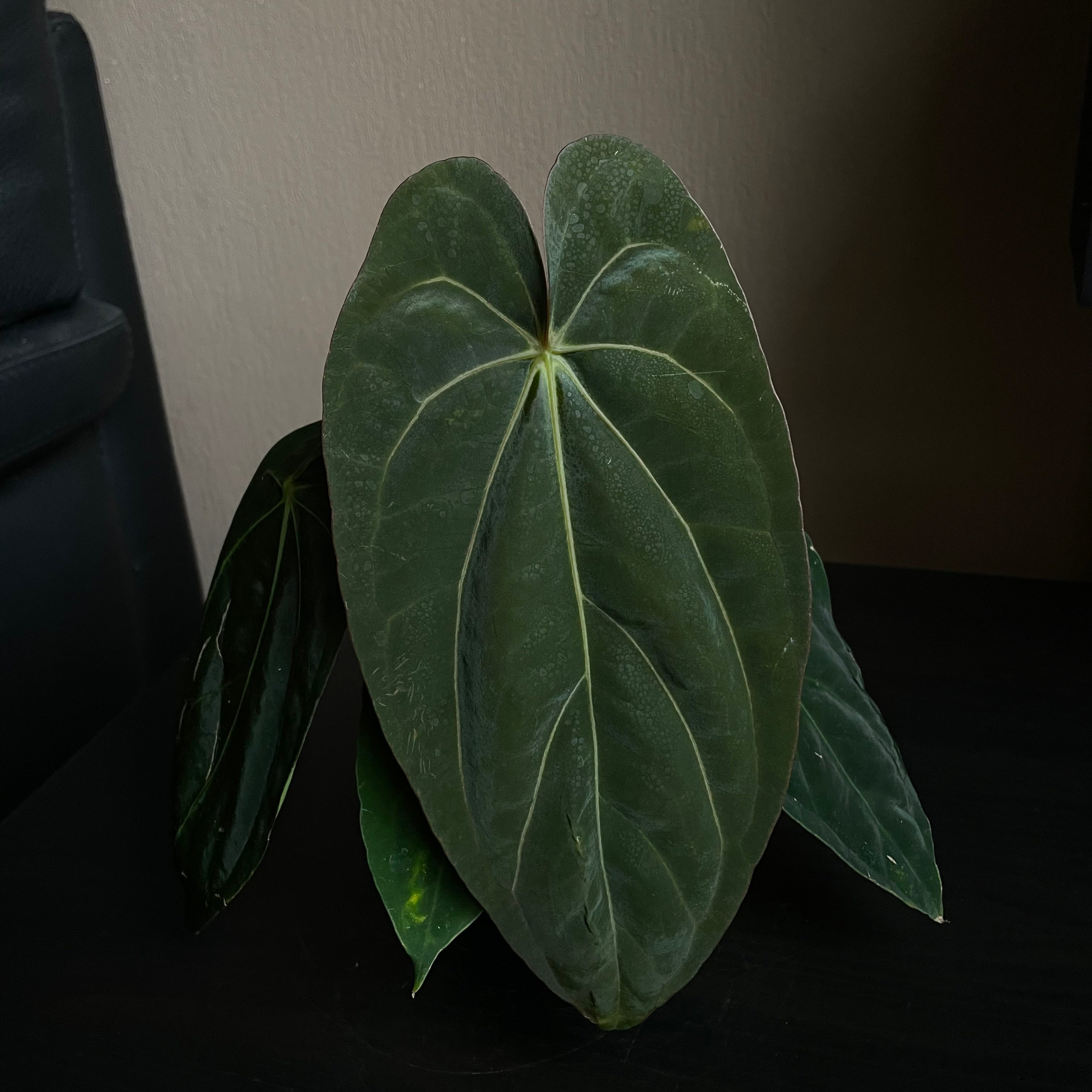 Anthurium - Various plants