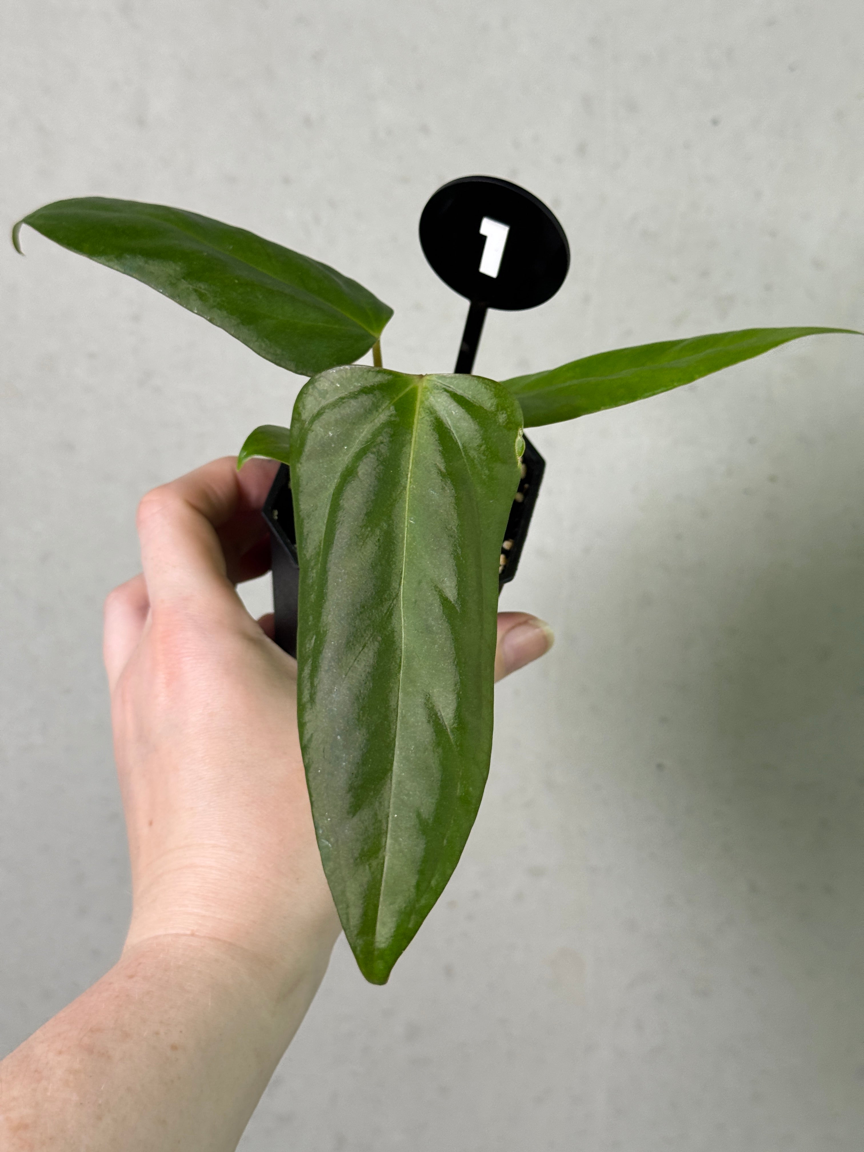 Anthurium ('Cobra' x Fort Sherman) x Indo Portillae or self