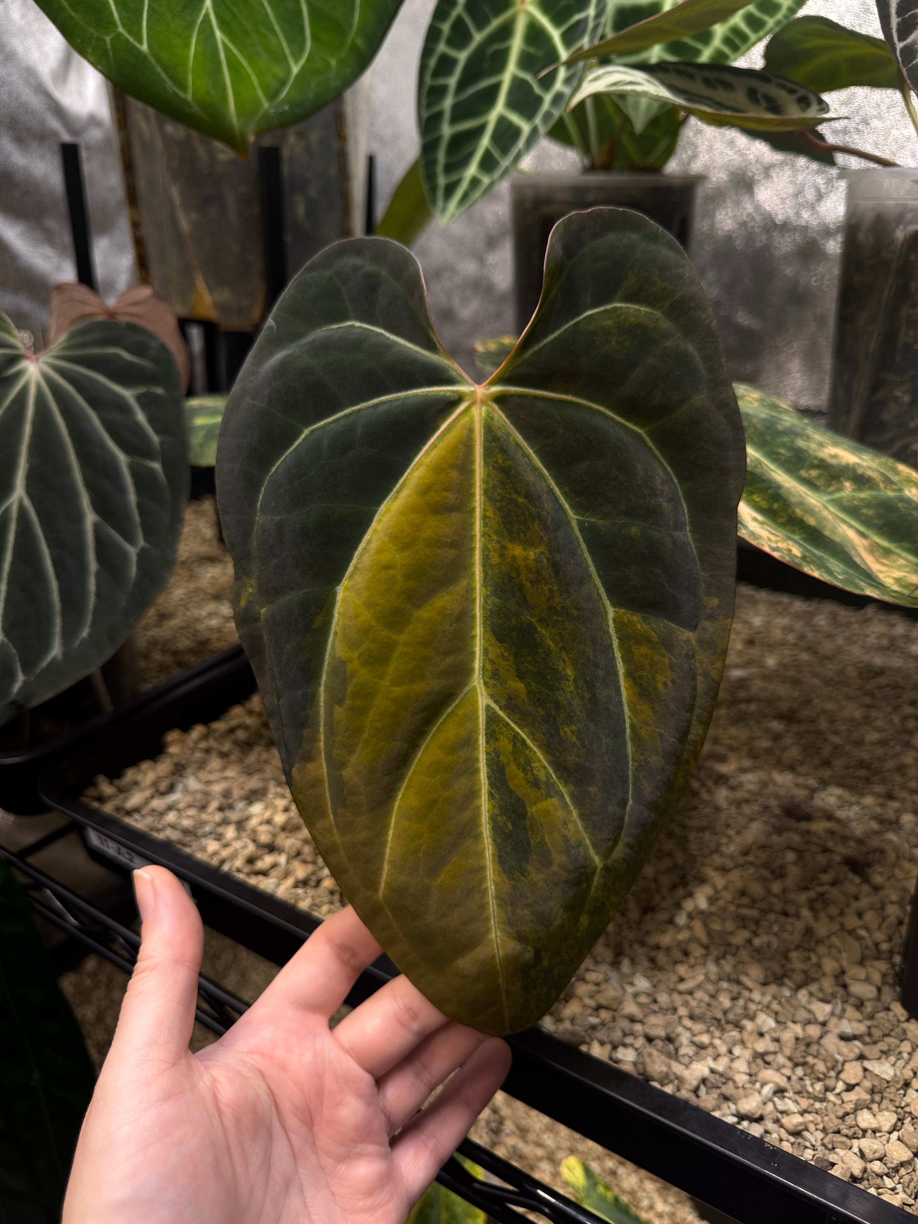 Anthurium 'Black Venom' Variegata plant by Diandra with striking dark leaves and variegation, shown in a close-up view.