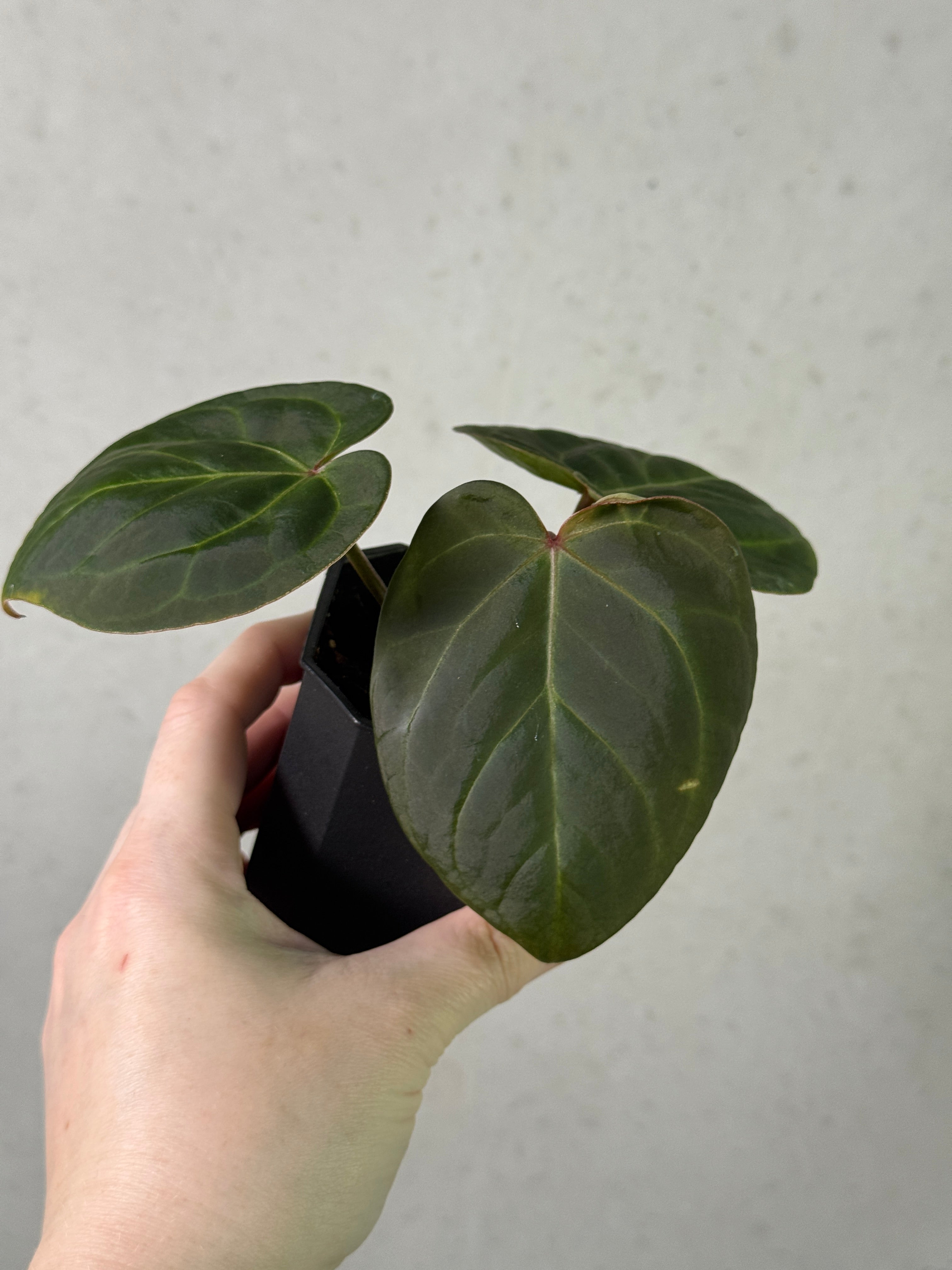 Anthurium Indo Hoffmannii - Clone [Value Grade]