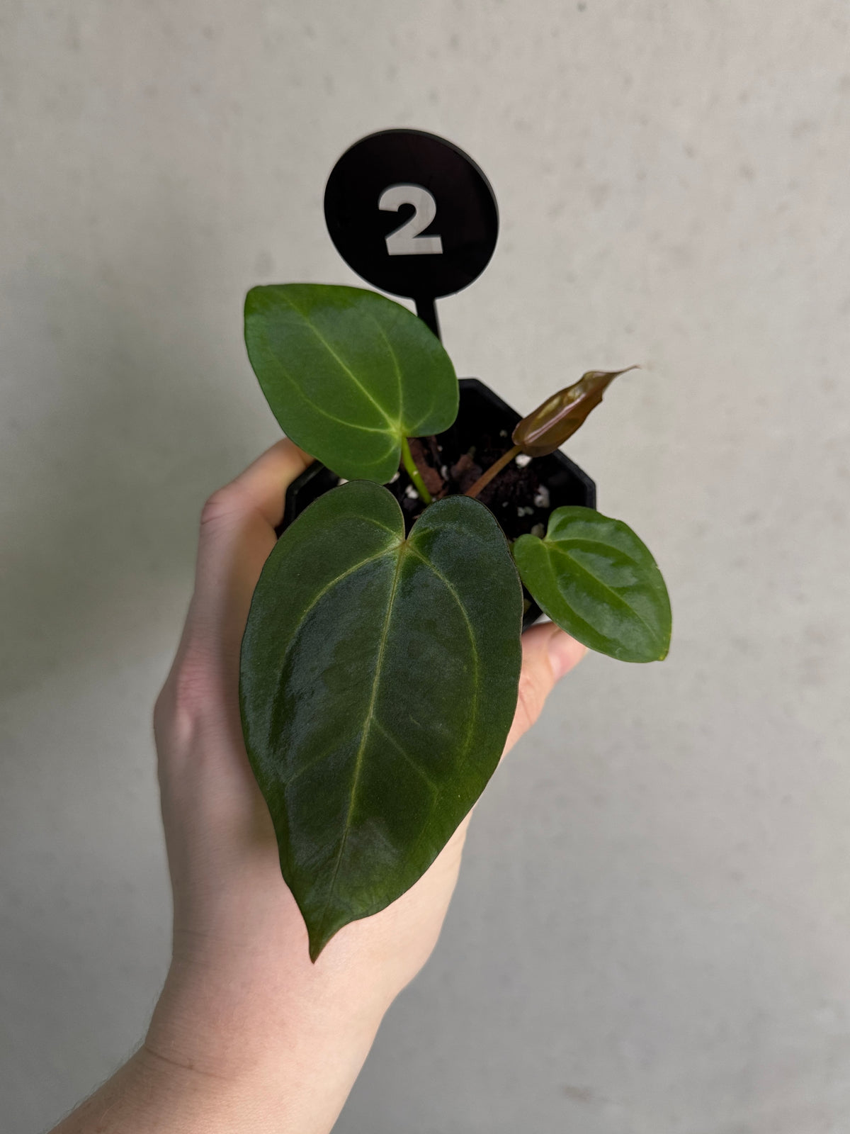 Variegated Stingray Anthurium Carlablackiae plant with dark green and variegated leaves, shown in a pot.