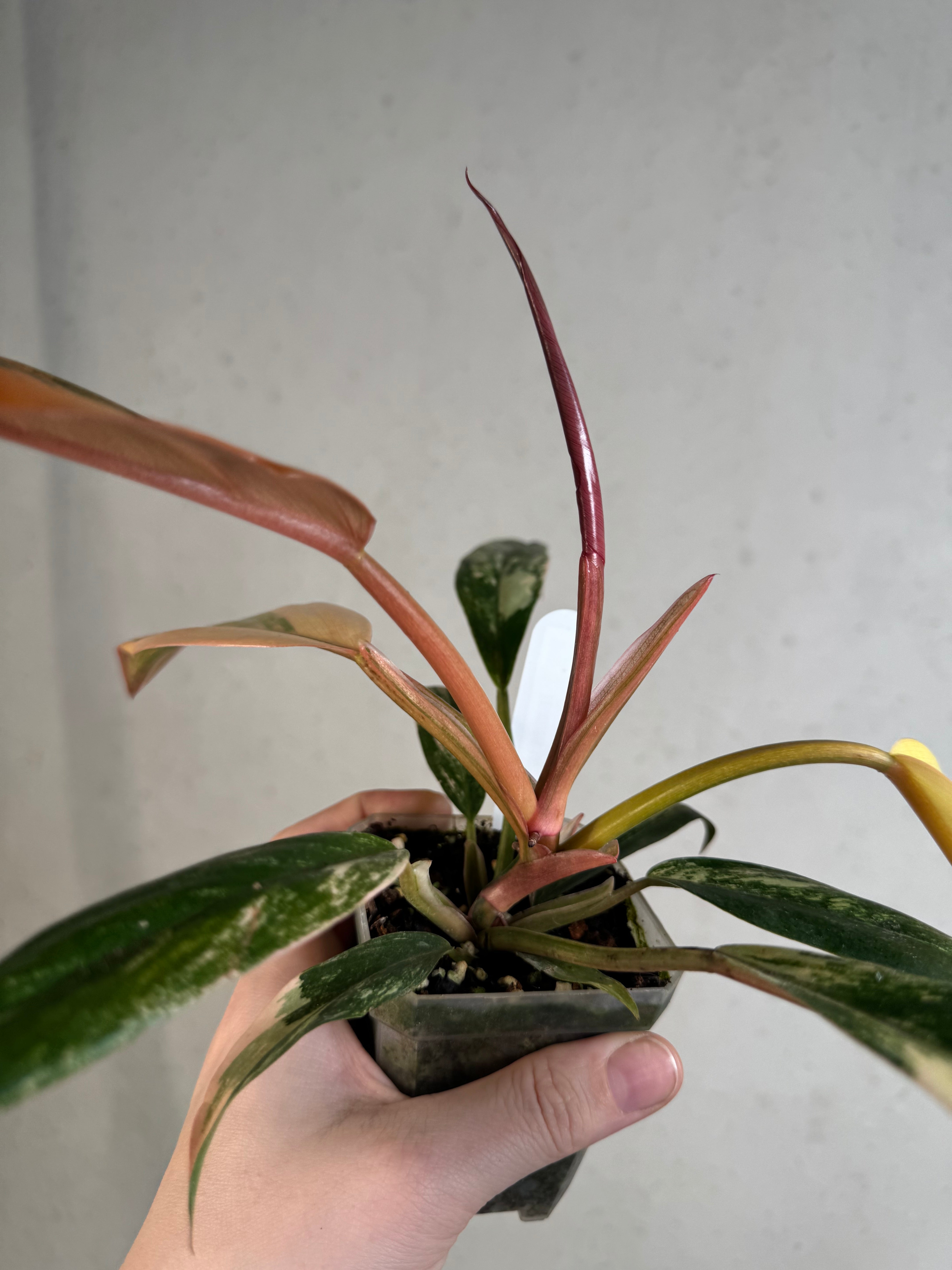 Philodendron Caramel Marble