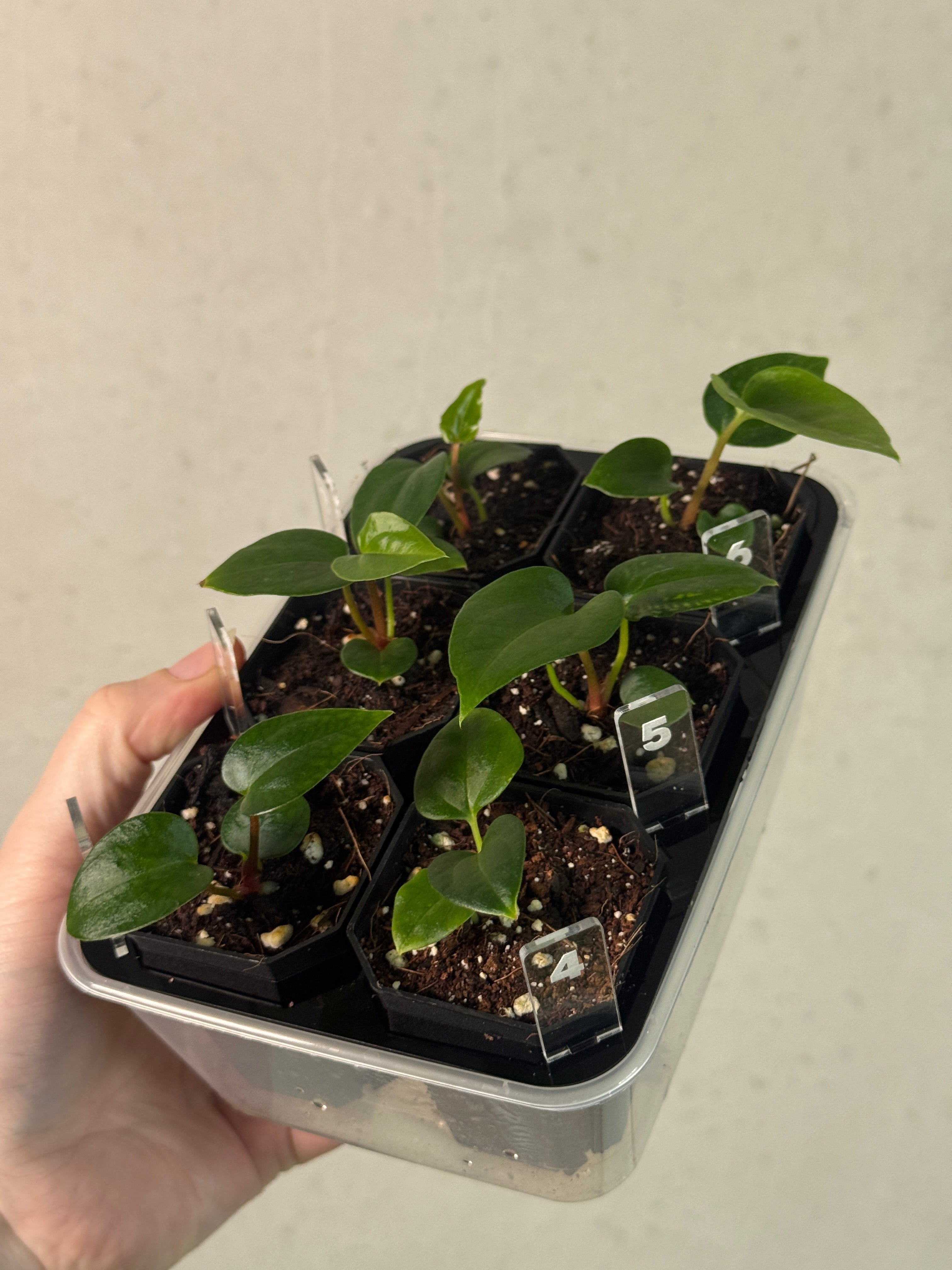 Anthurium (Papillilaminum 'Marie' x 'IL') x (Carlablackiae RD3 x FSxRL ‘Grim Reaper’)