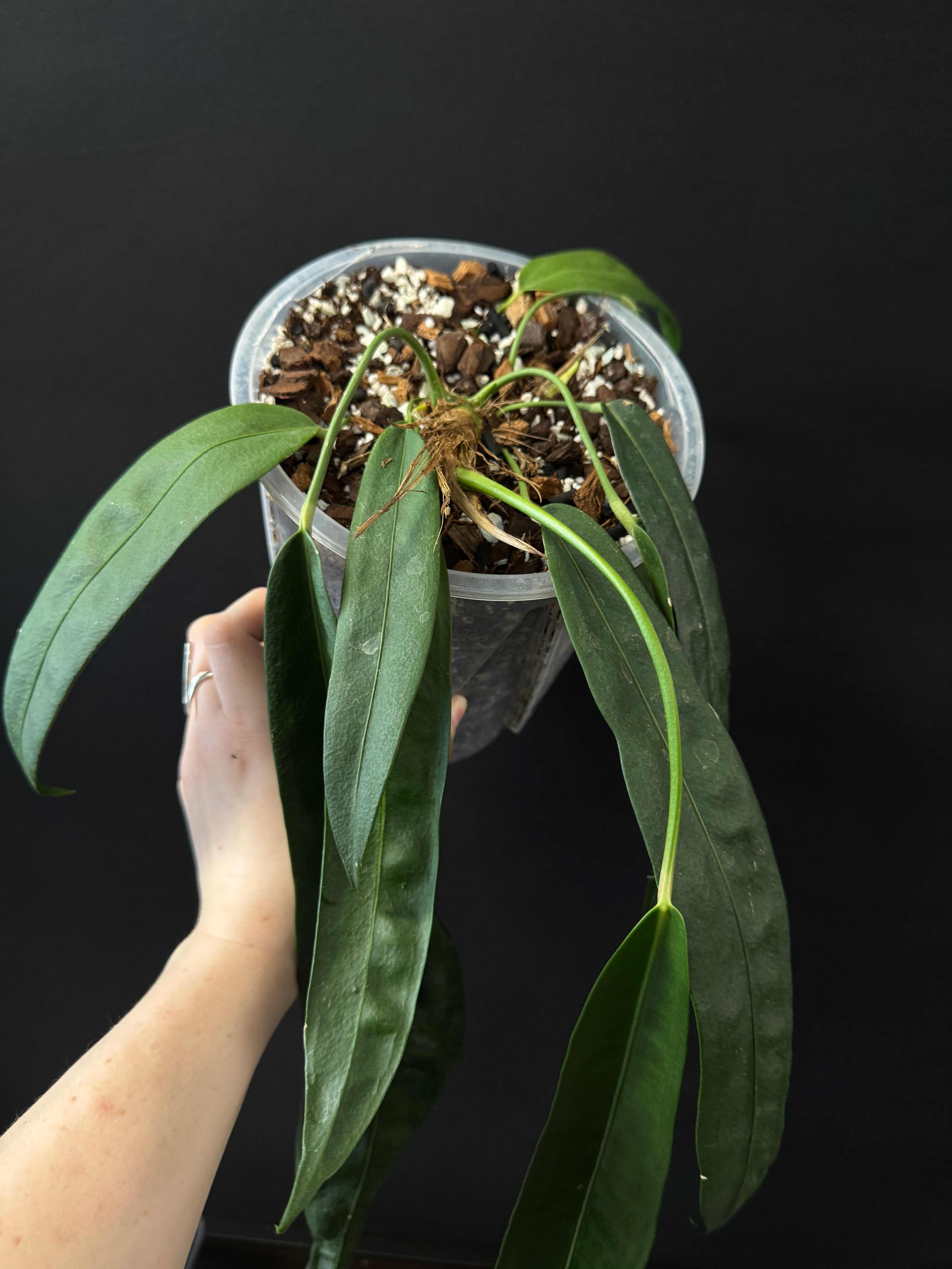Anthurium Wendlingeri