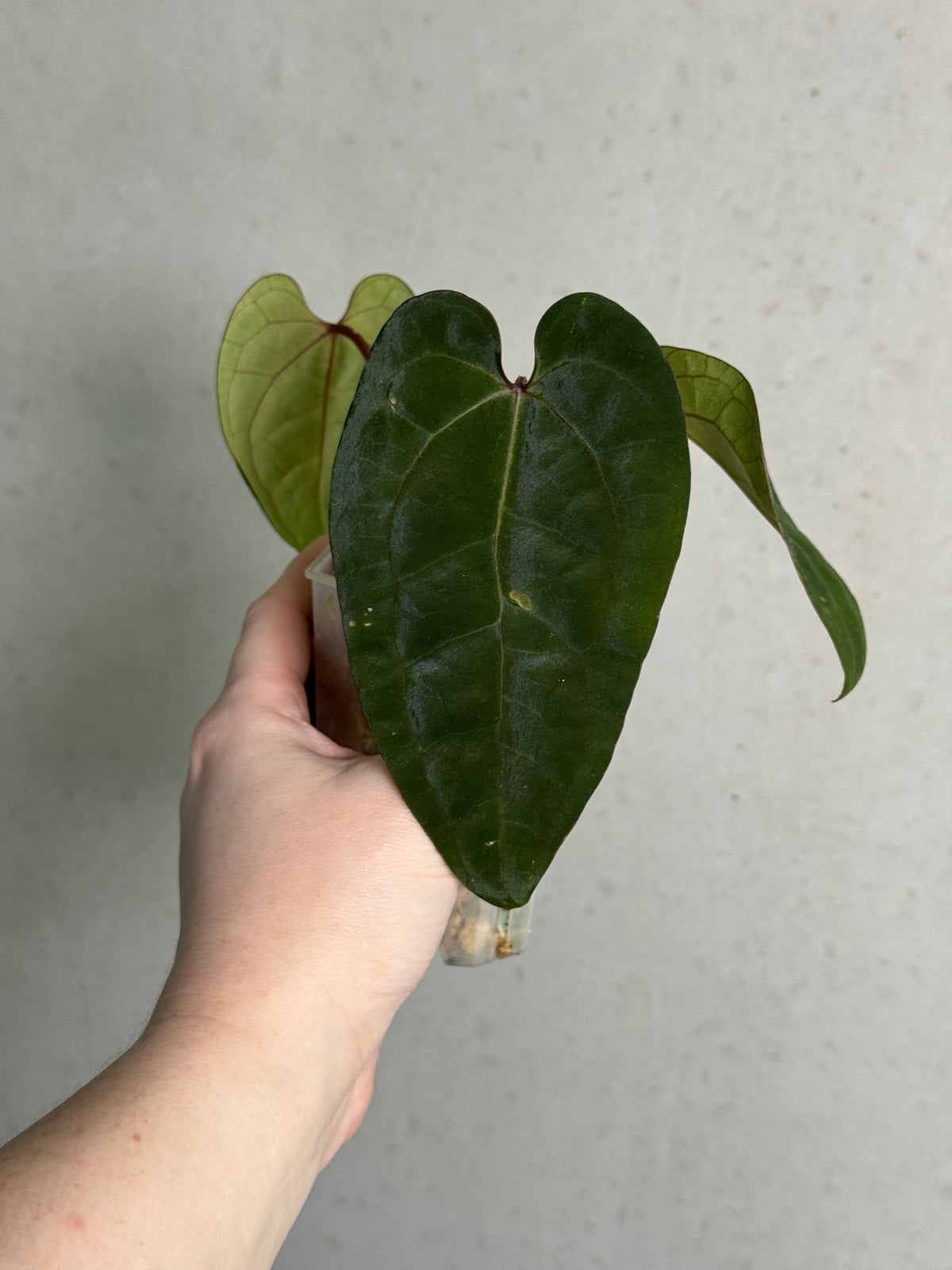 Anthurium Ace of Spades F1 plant by Crystallinaminum, showcasing glossy dark green leaves and striking spade-shaped red flowers.
