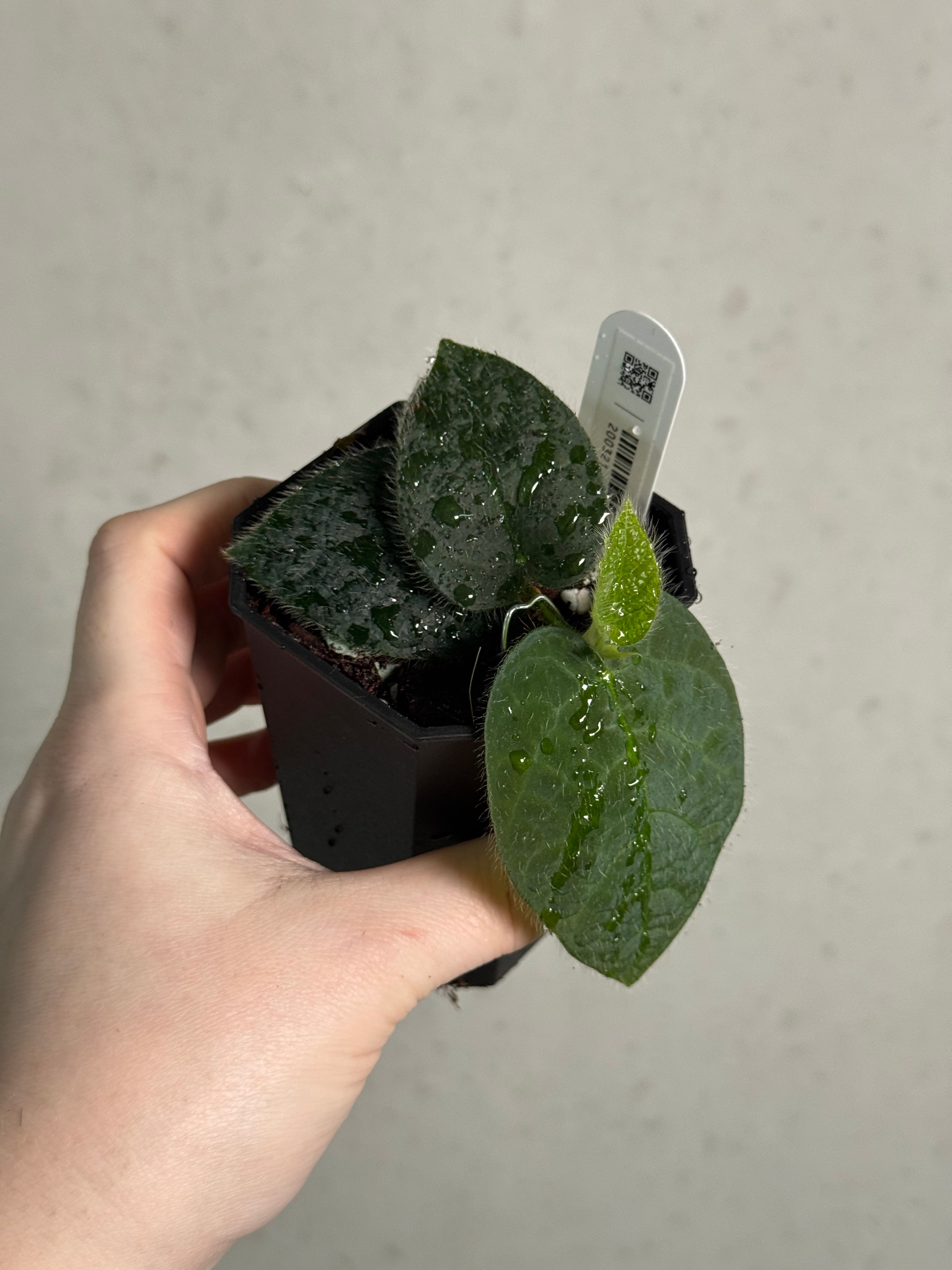 Ficus Villosa - Pre-order - SMUKHI