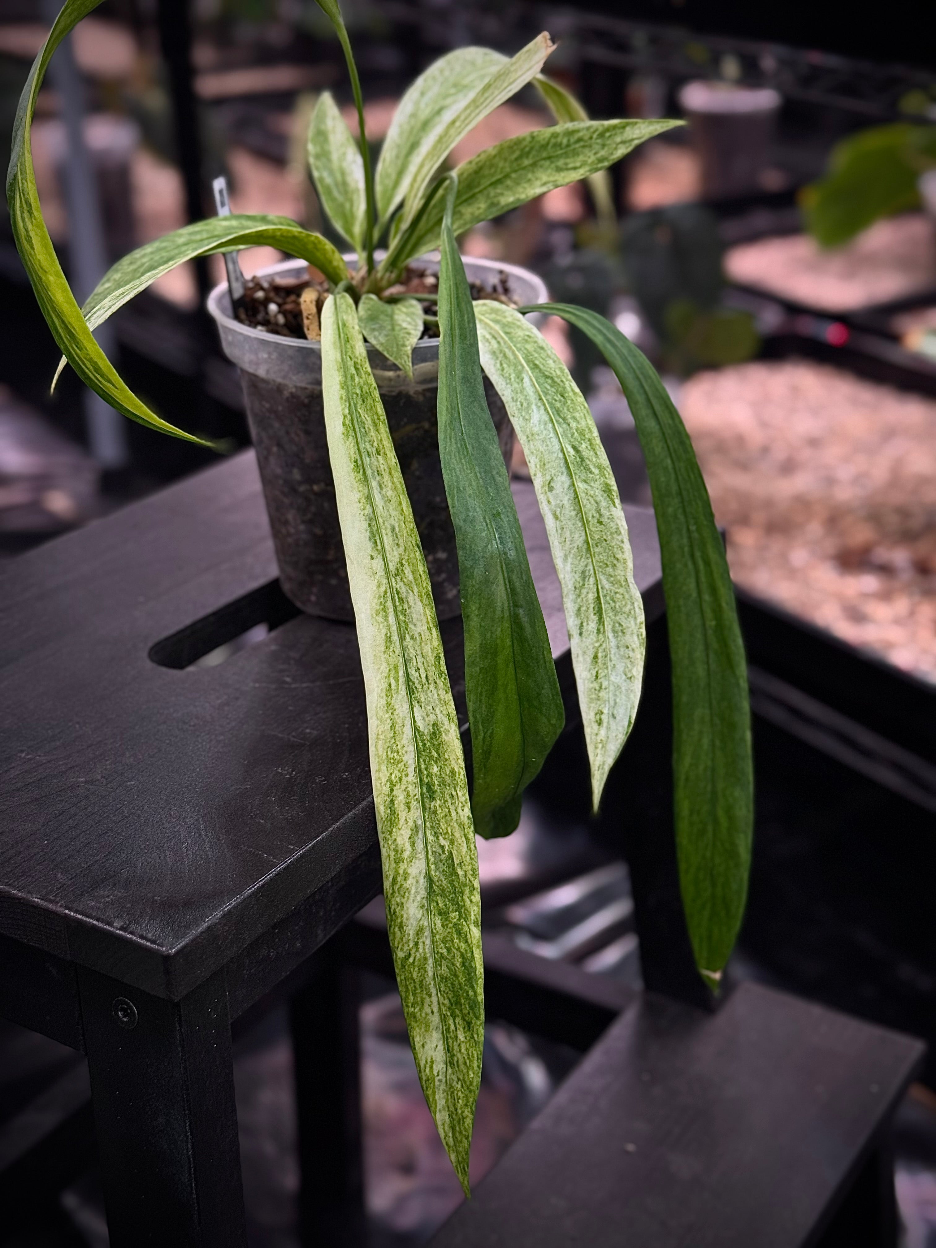 NFS: Anthurium Vittarifolium Variegata - Rare Finds for Refined