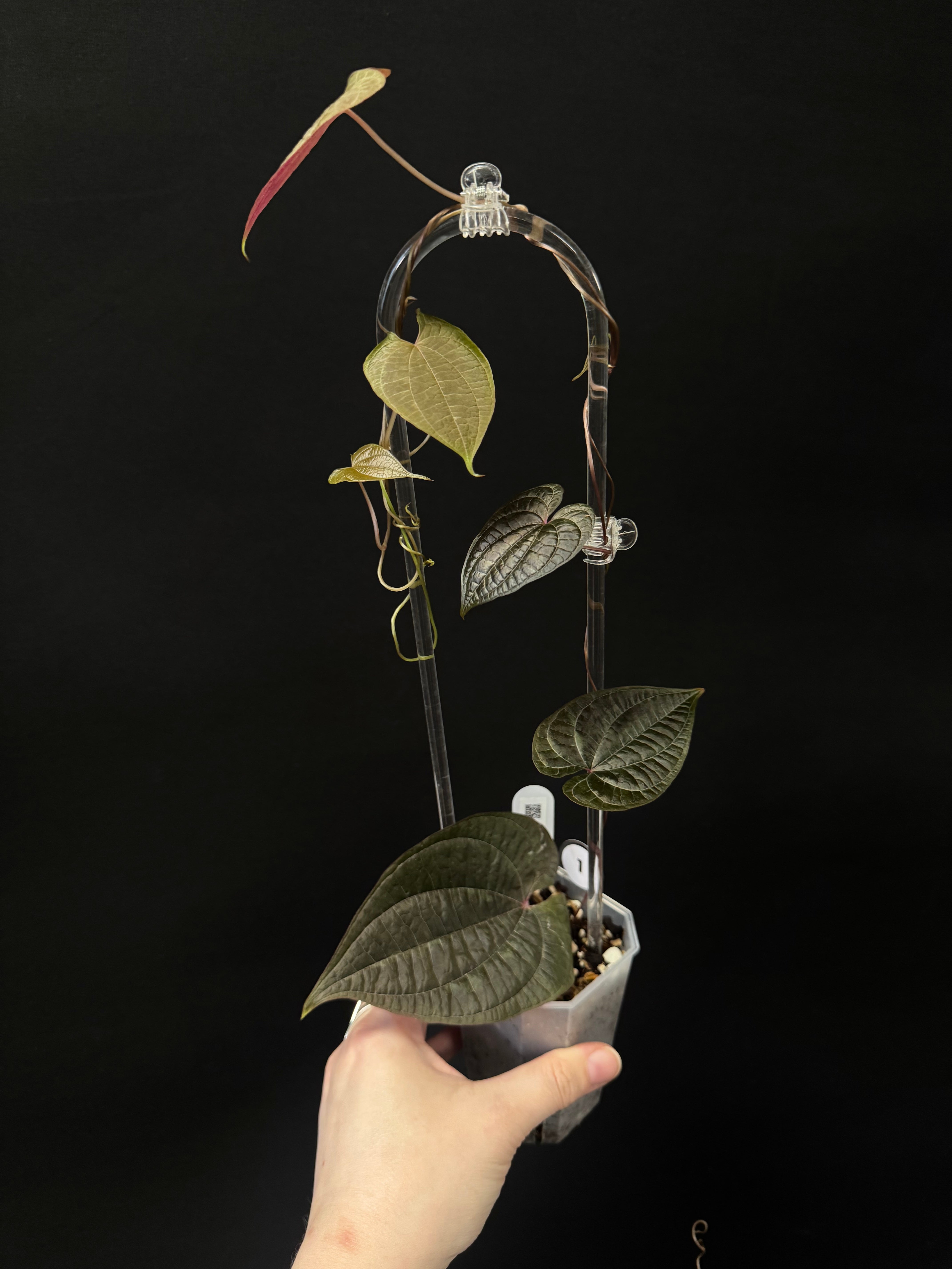 Dioscorea Discolor - SMUKHI