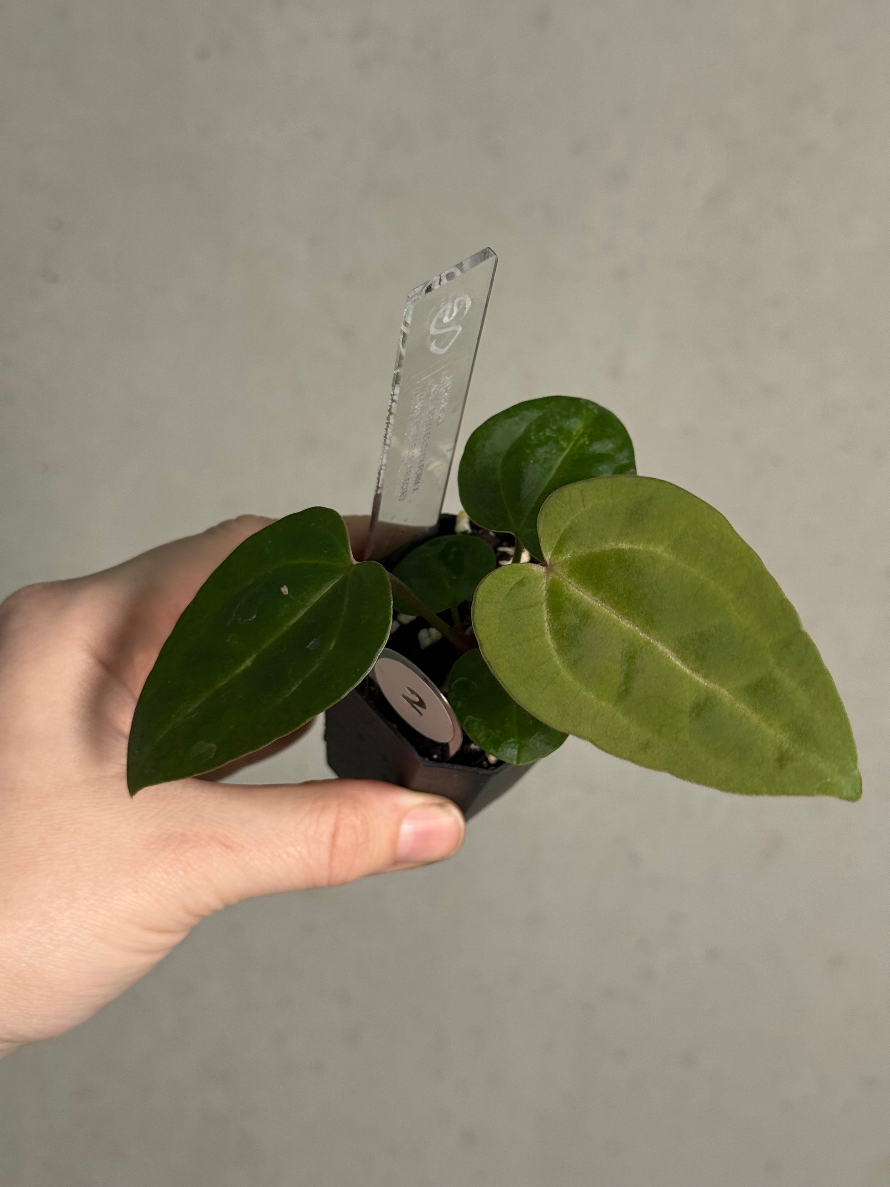 Anthurium Ace of Spades Dark Form x (Zara x Michelle) 'Selected' - SMUKHI