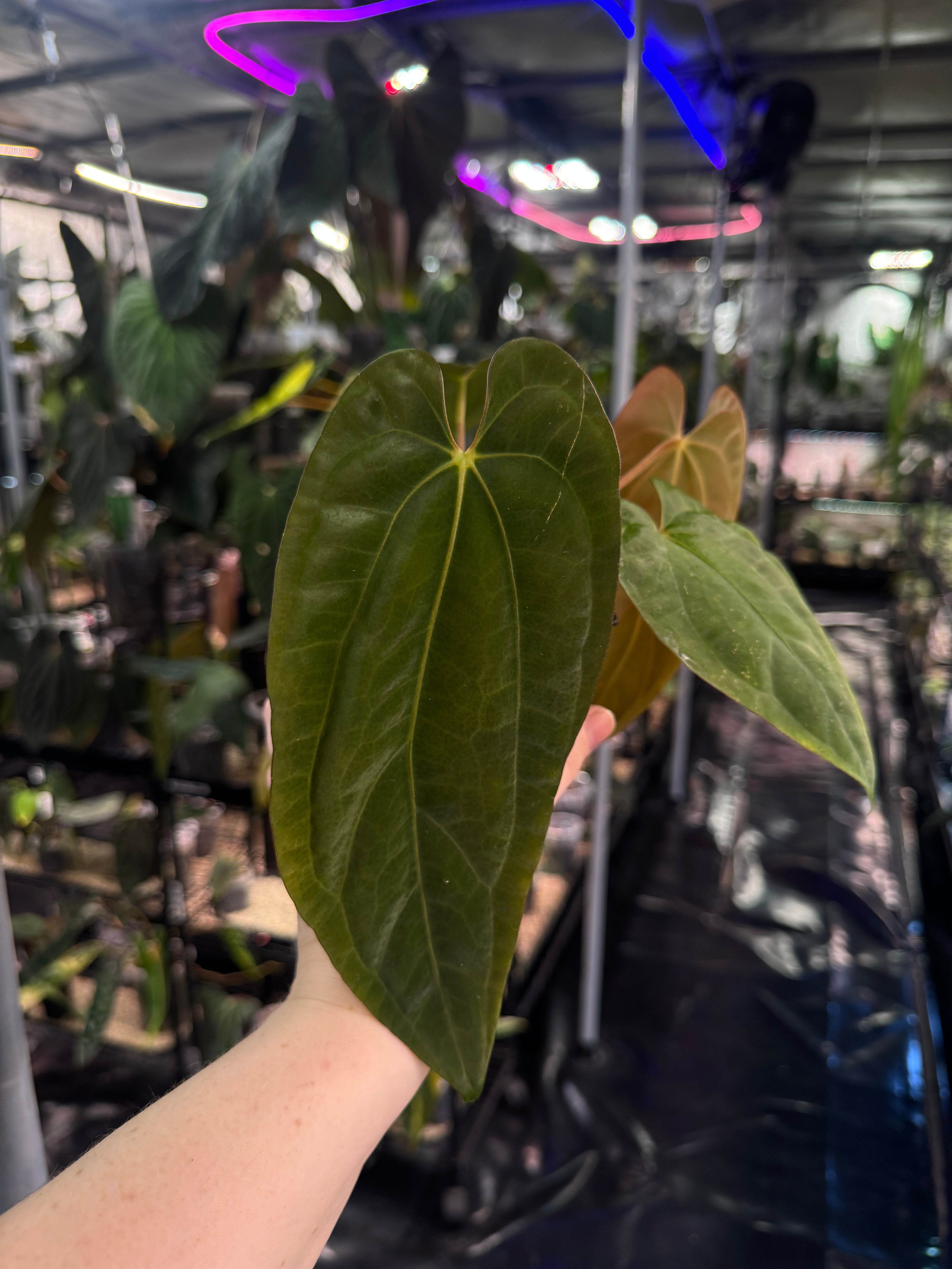 Anthurium Fort Sherman x Dressleri RG