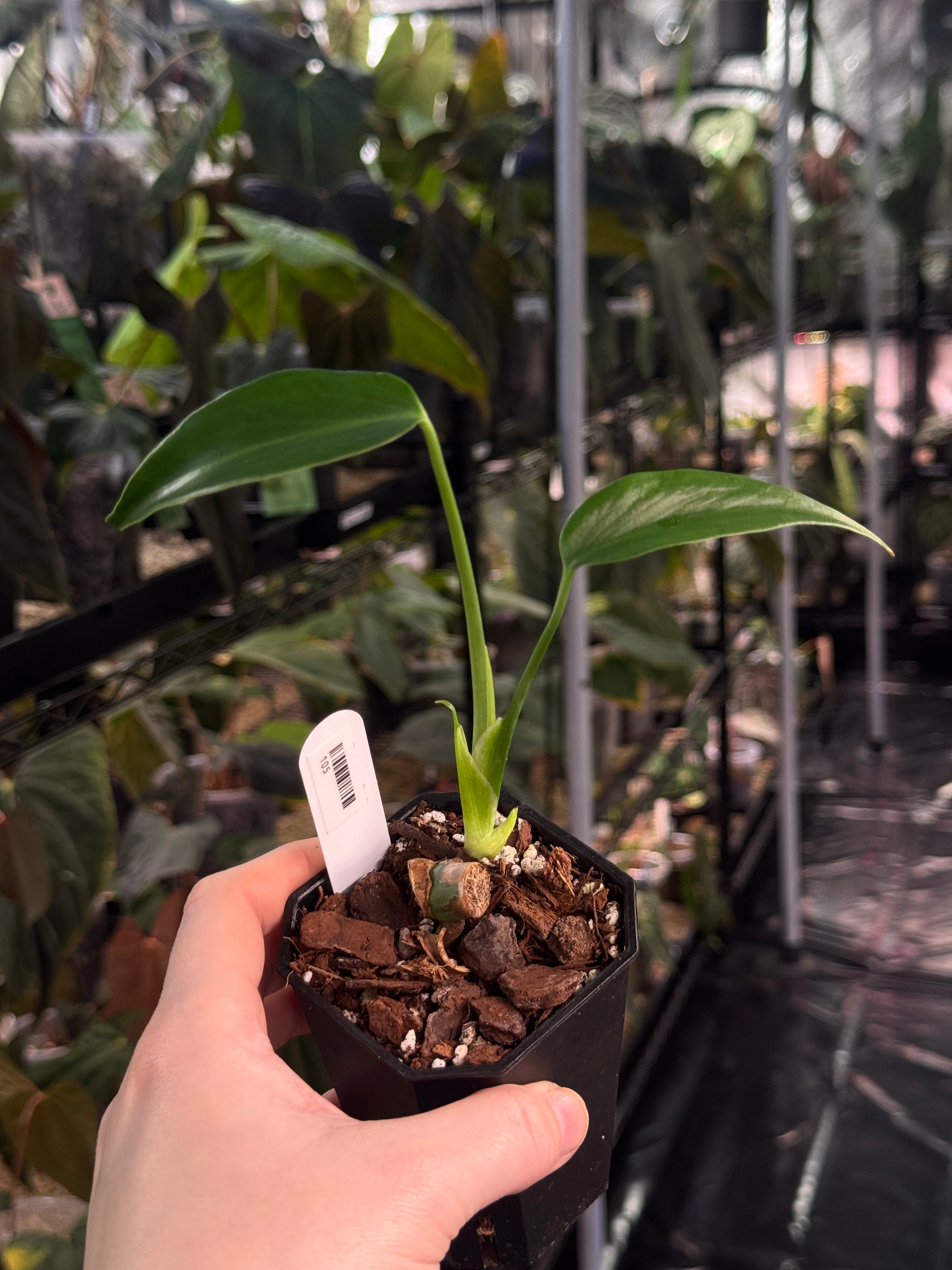 Monstera Burle Marx Flame - Clone