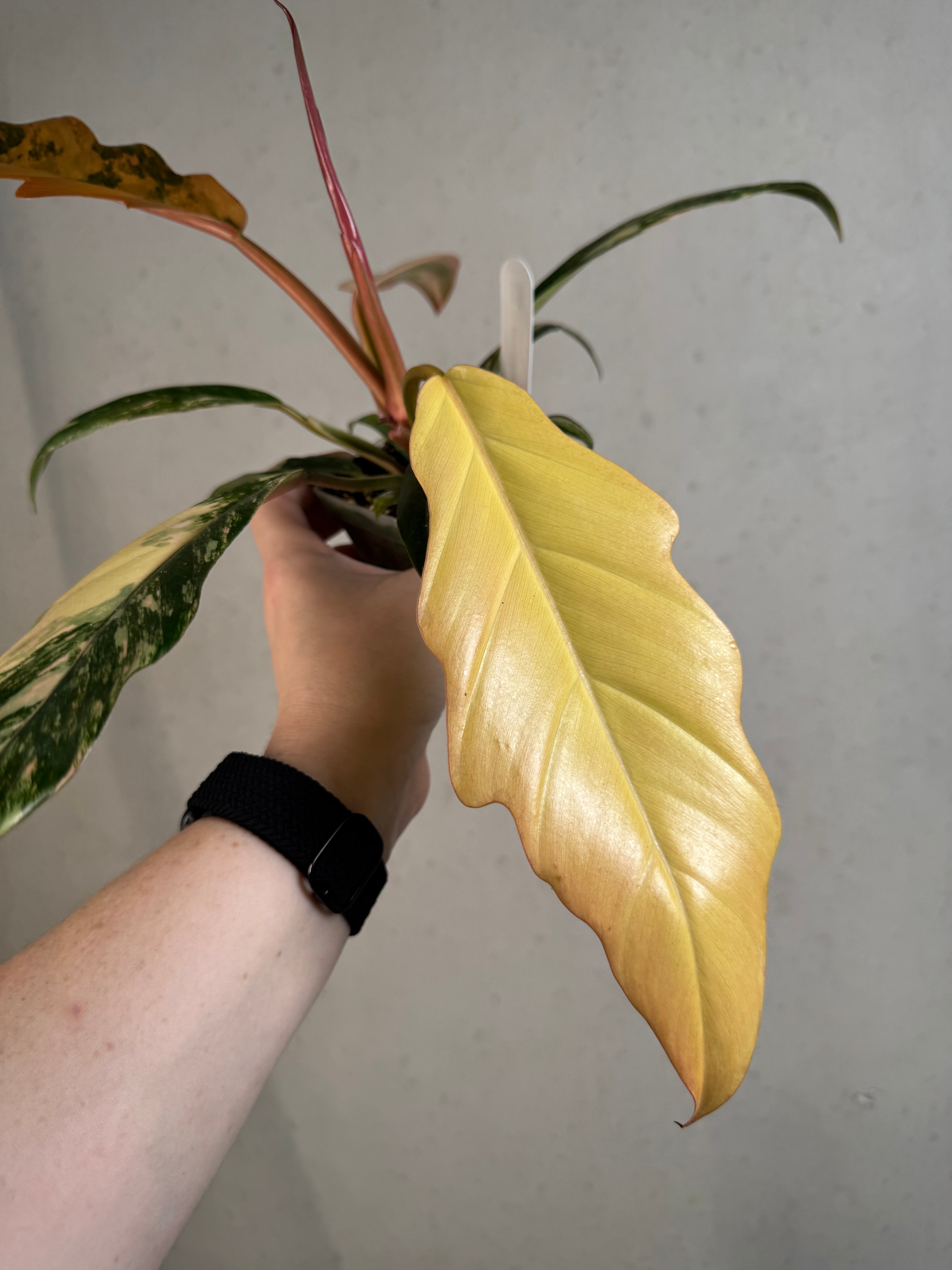 Philodendron Caramel Marble