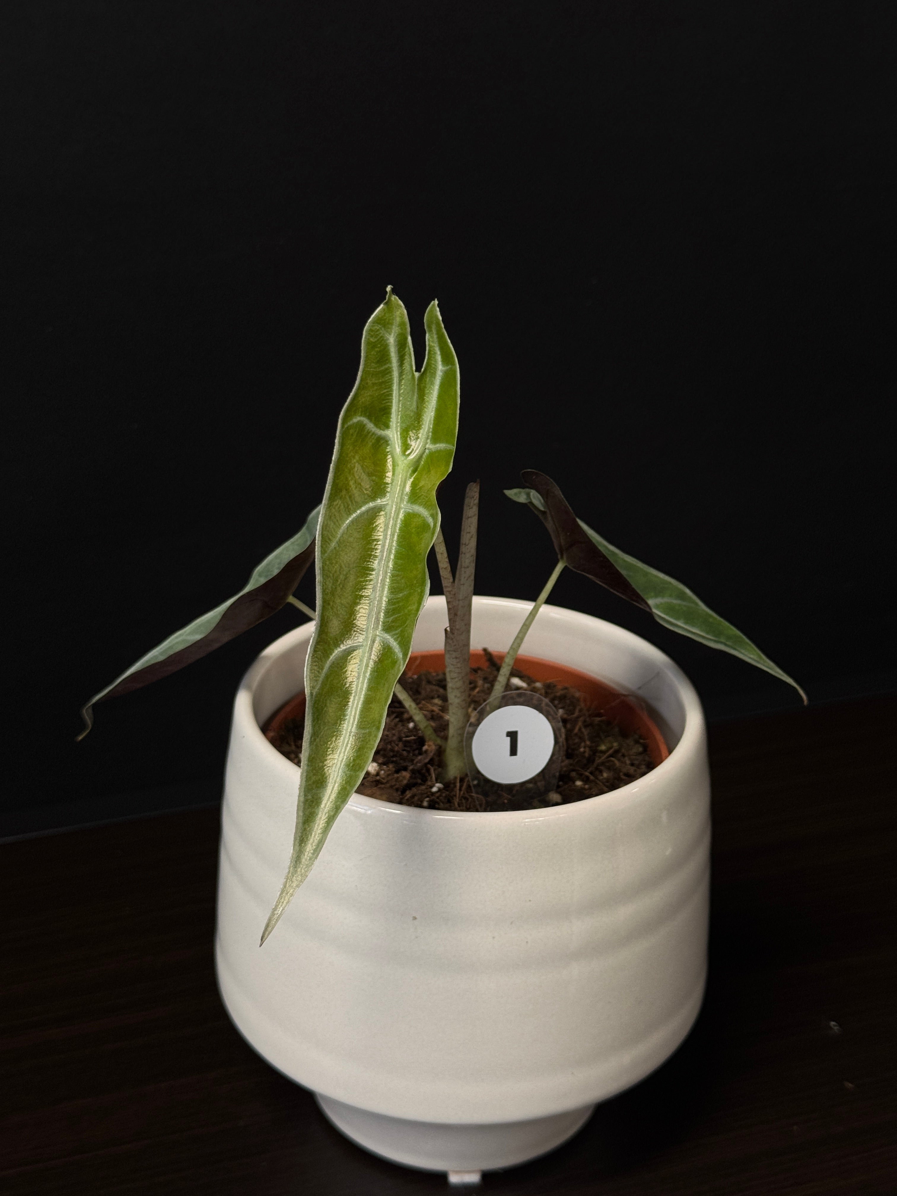 Alocasia Longiloba Purple