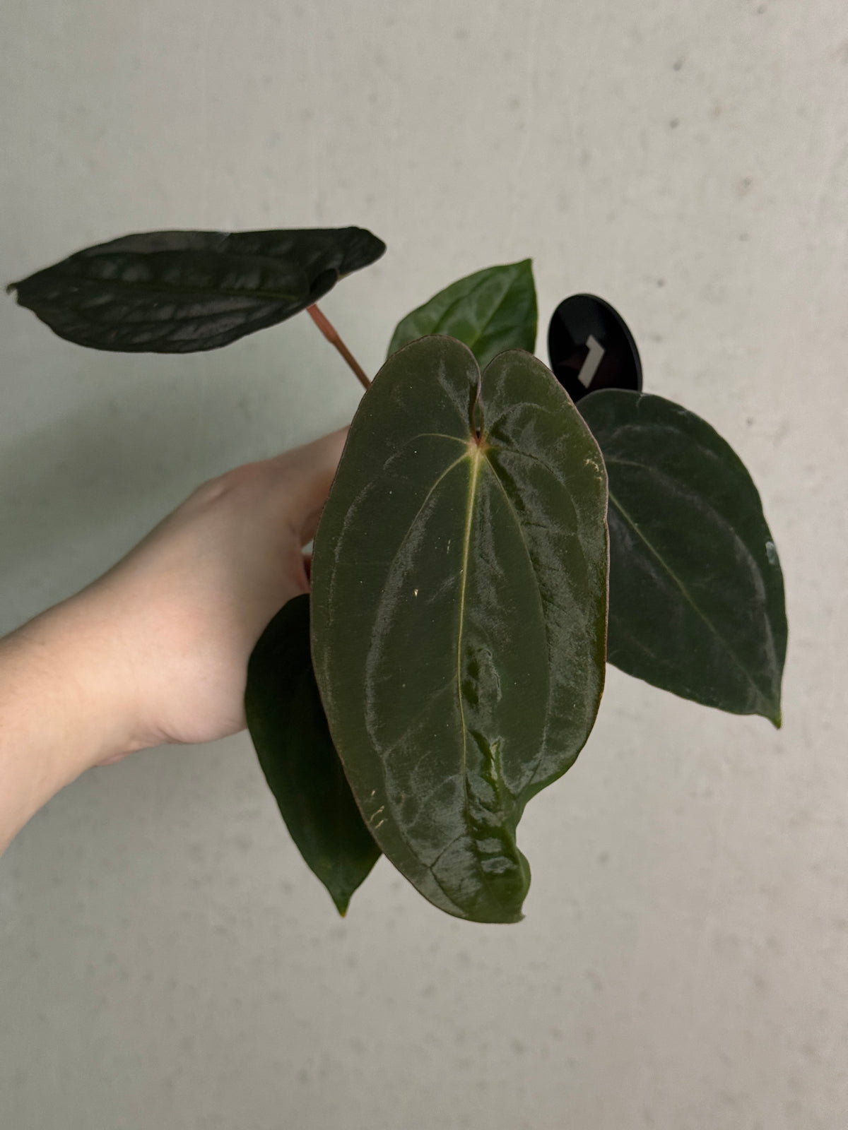 Crystallinaminum Anthurium 'Widowmaker' plant with lush green leaves and distinctive foliage, showcasing its exotic tropical appearance.