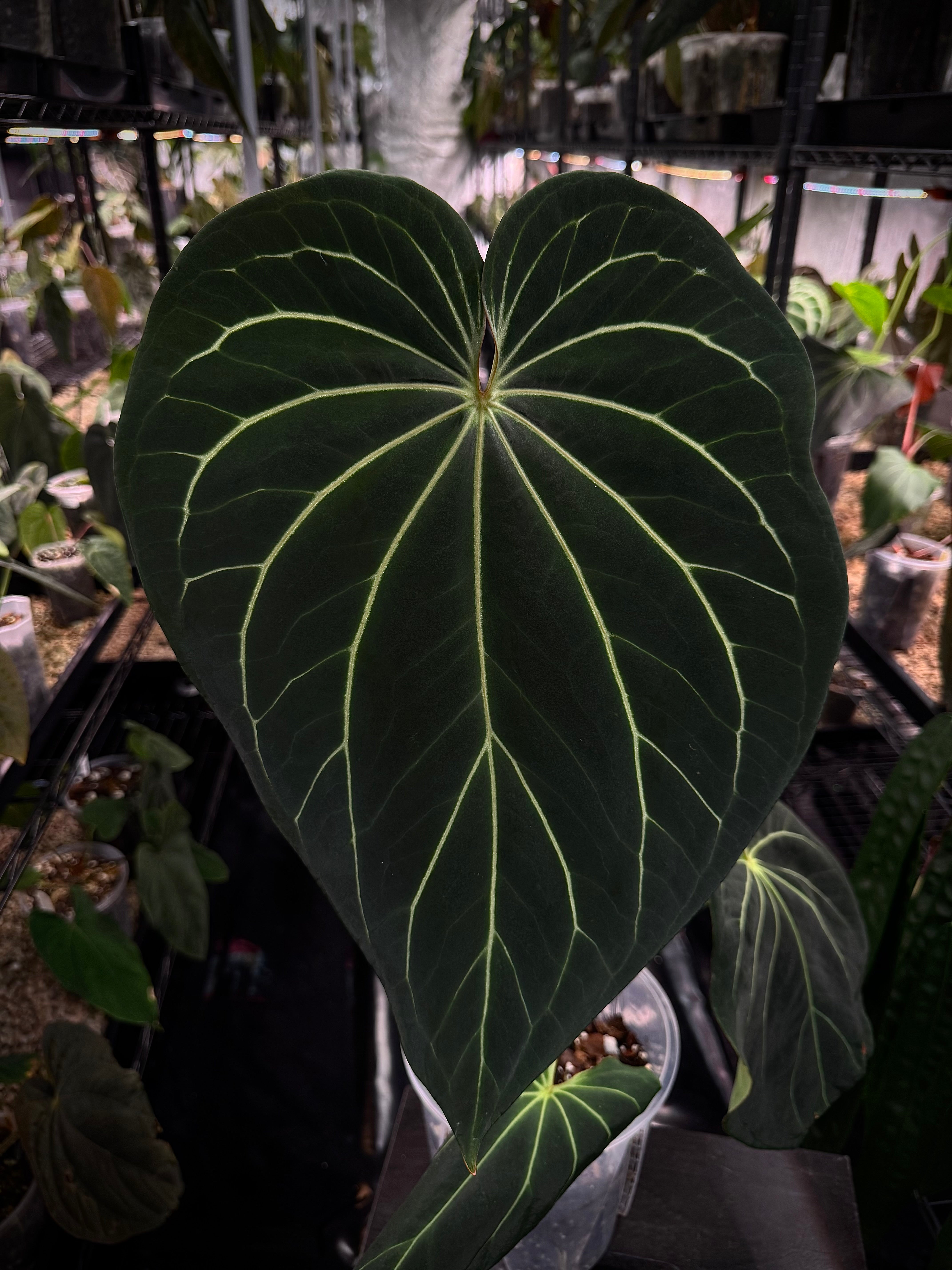 NFS: Anthurium DocBlock Black Widow '13' x '43' #2