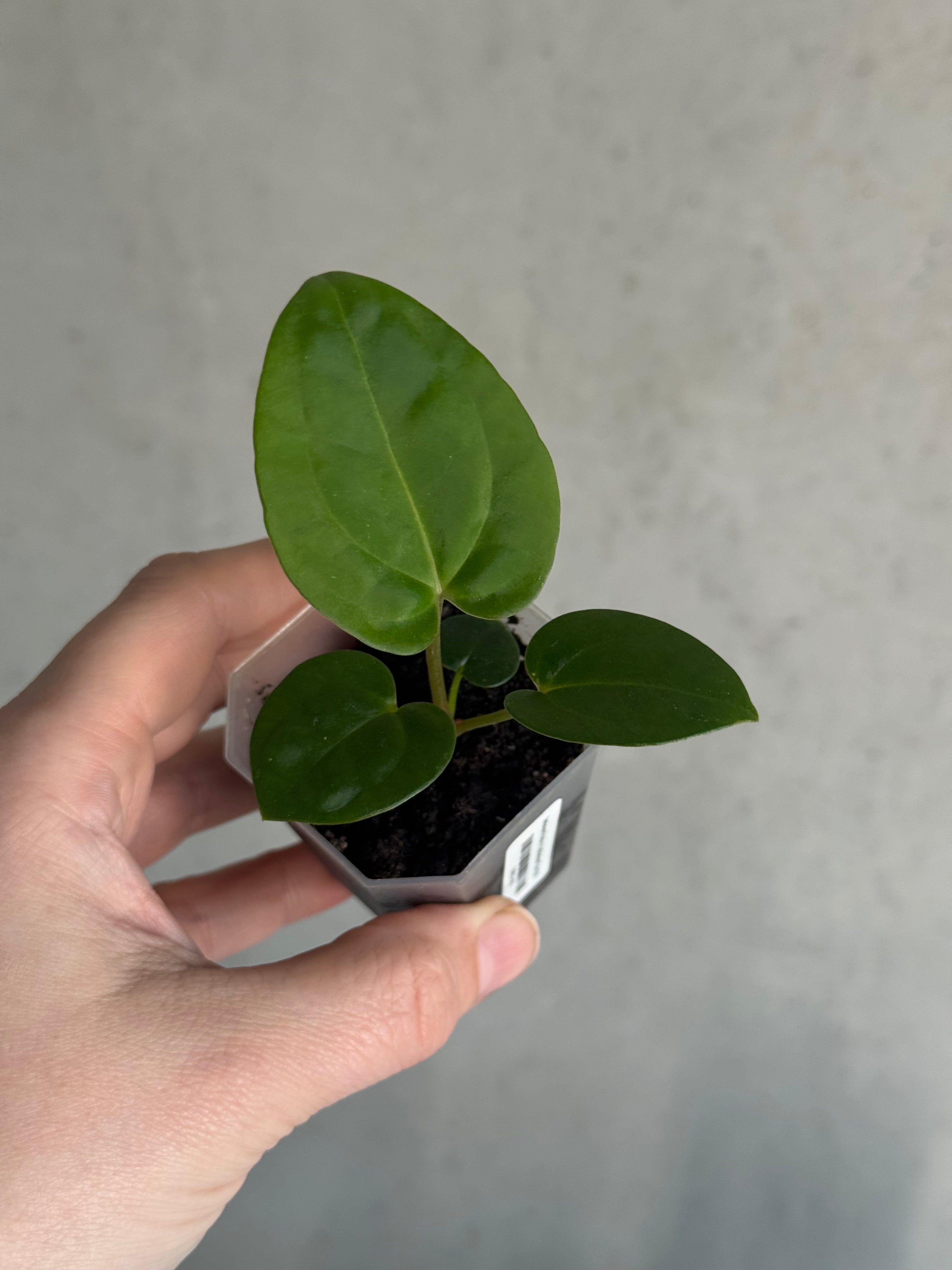 Anthurium Michelle x Papillilaminum ‘Guna Yala’