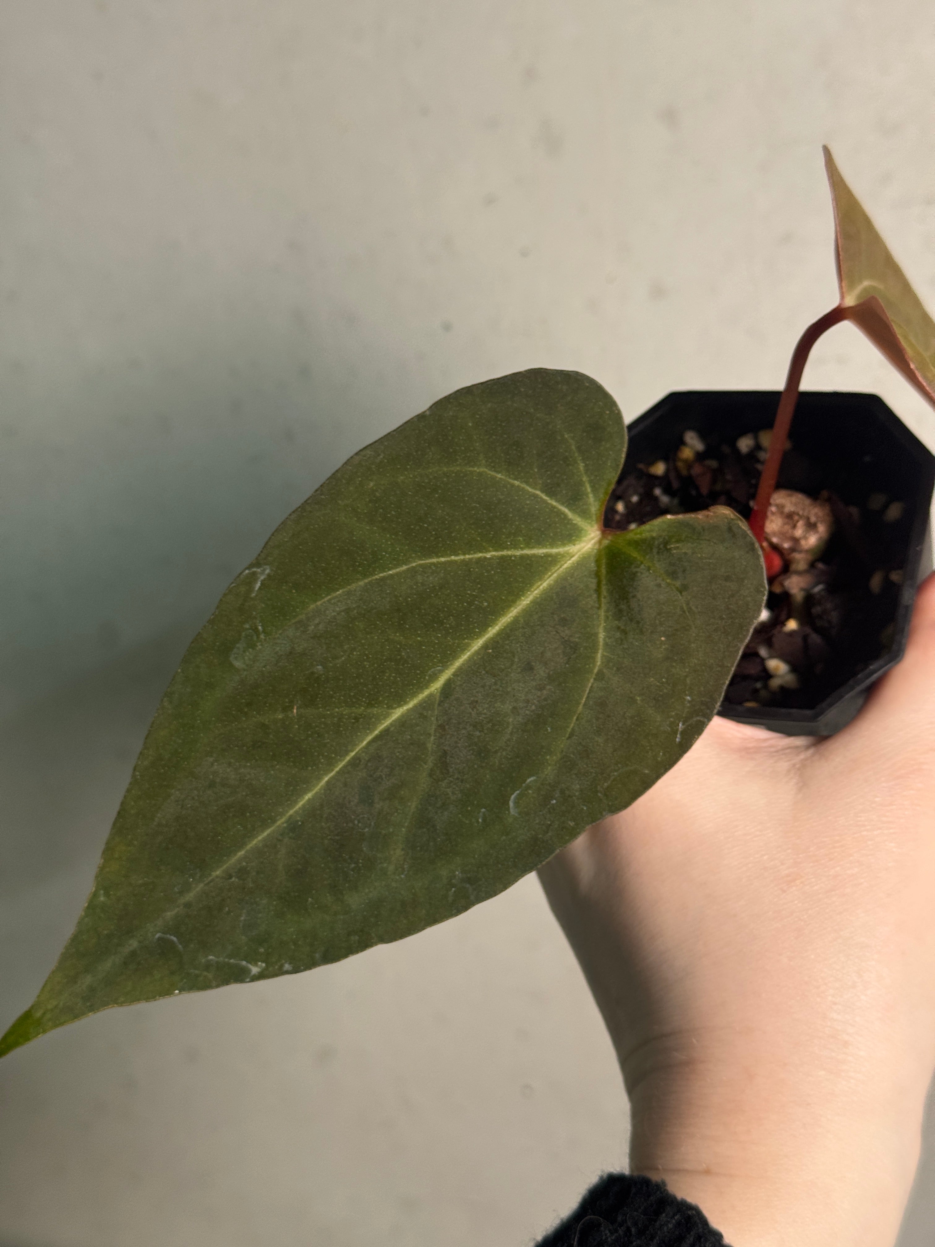 Anthurium 'Cobra' x Fort Sherman - Clone - SMUKHI