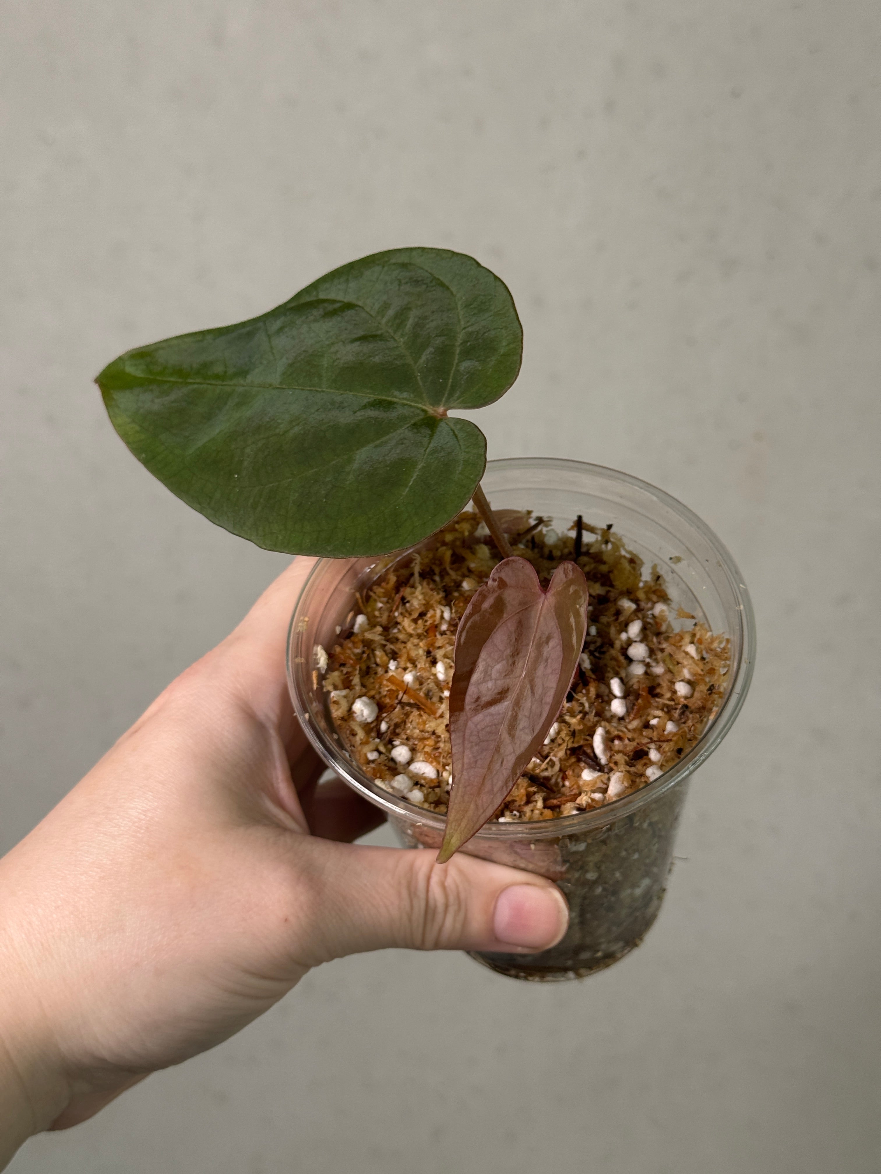 Anthurium Ace of Spades Dark Form x BVEP 'Bloodraven' - Clone