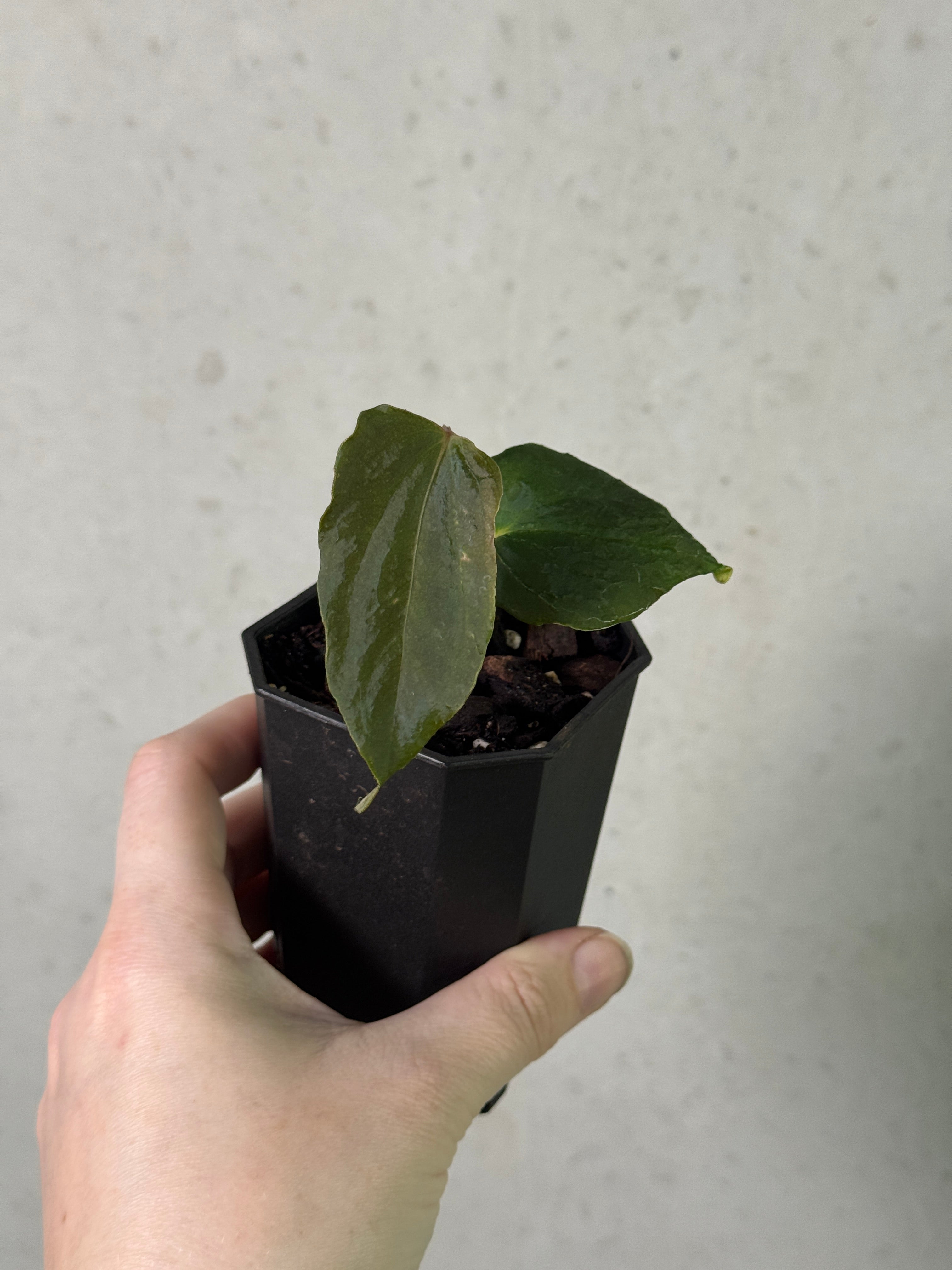 Crystallinaminum Anthurium FSxRL 'Grim Reaper' clone plant with dark green, glossy leaves and distinctive foliage.