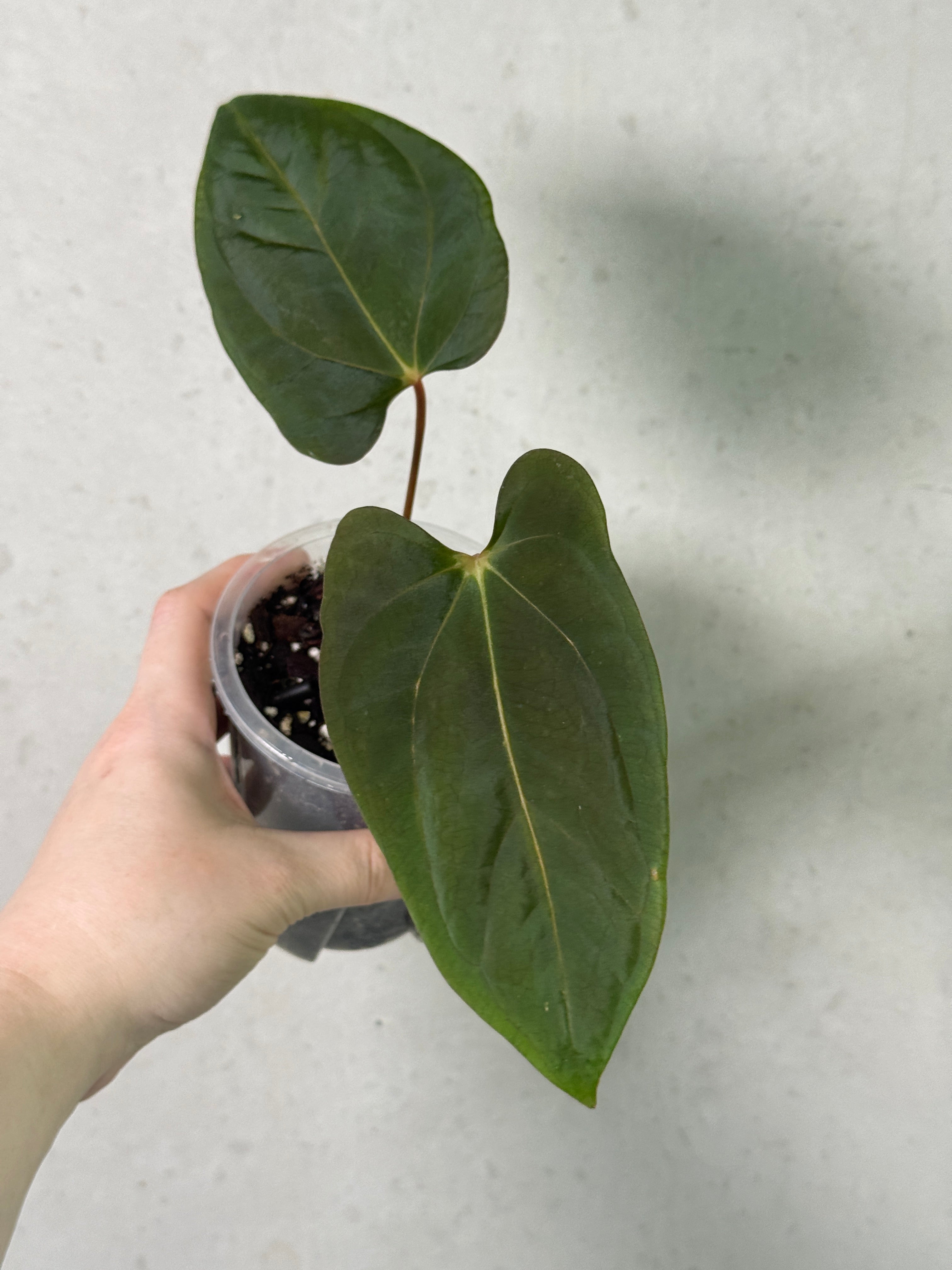 Anthurium Portillae 'Dorito' plant by SMUKHI, with lush green leaves and vibrant flower spath in a close-up view.