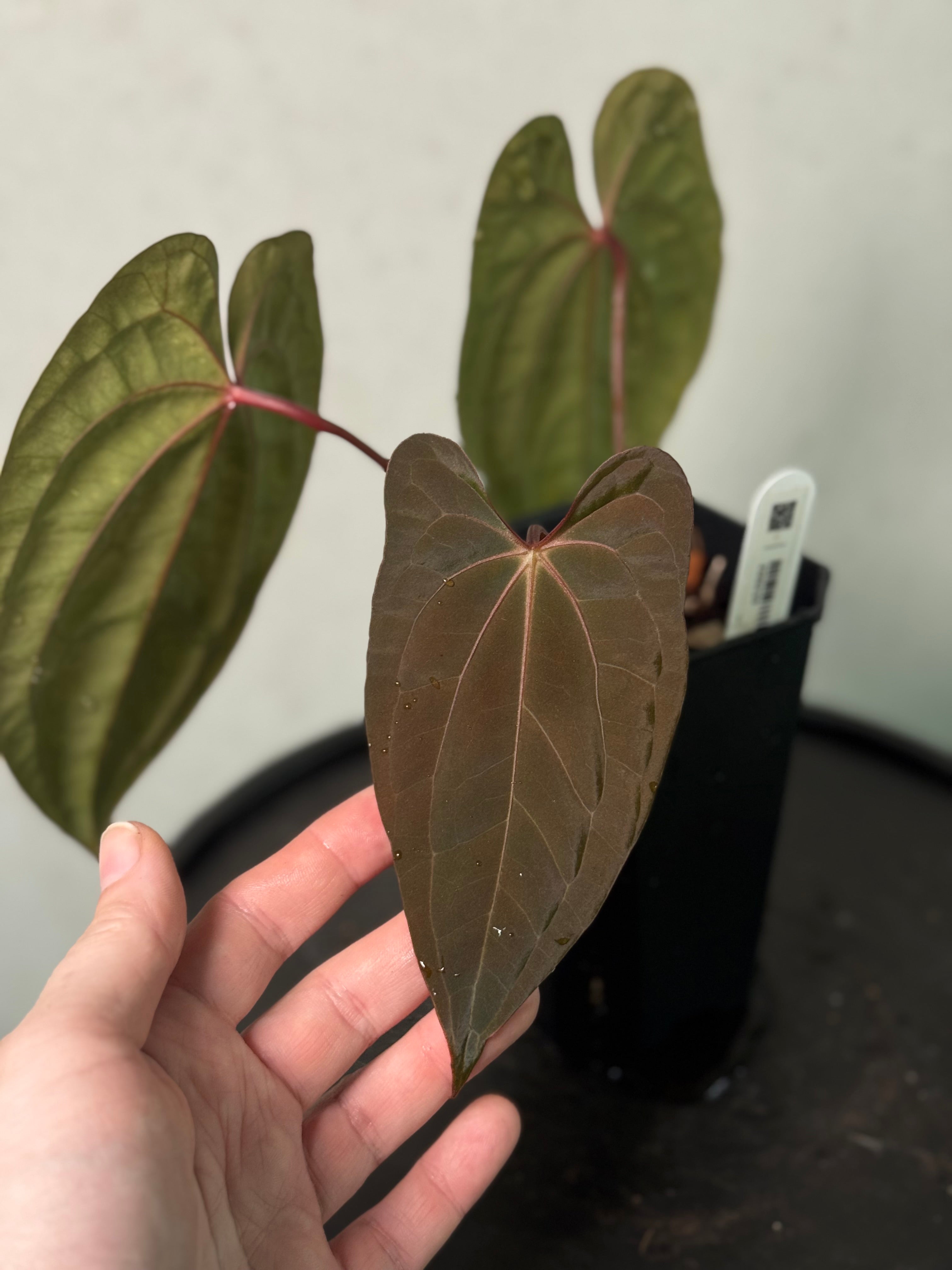 Anthurium ‘Sherpa’ (Dark Phoenix x RVDP) - Clone