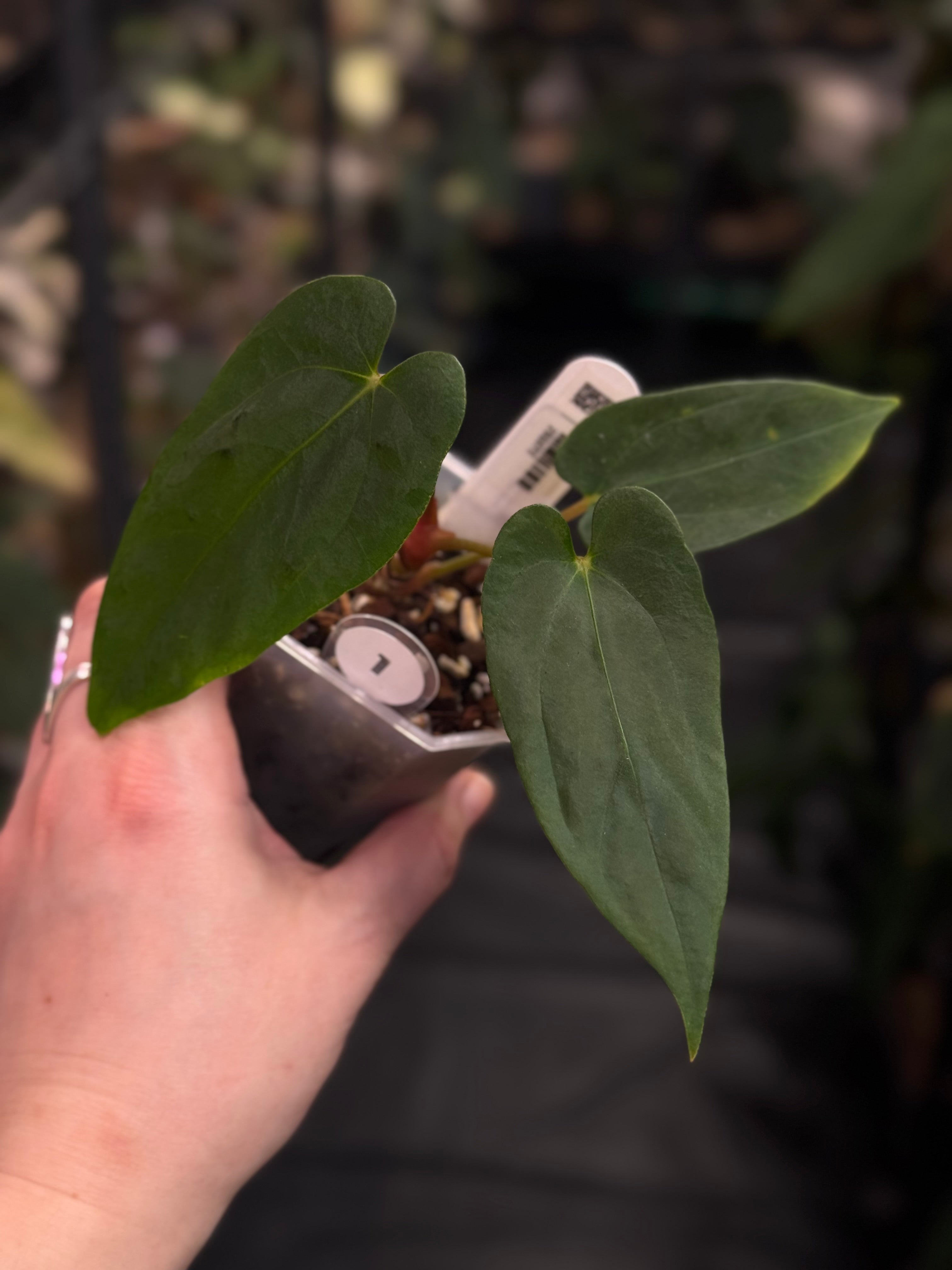 Anthurium RLxFS x self