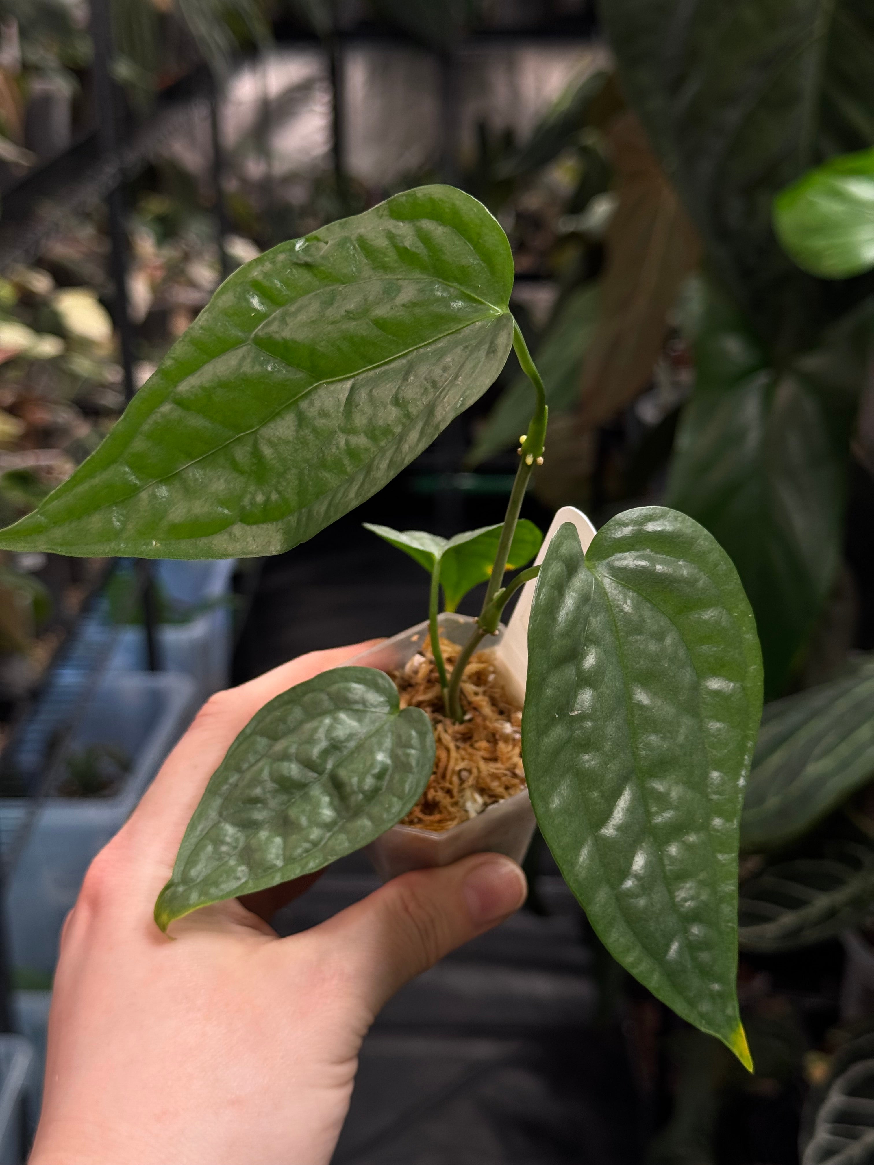 Anthurium sp. Limon
