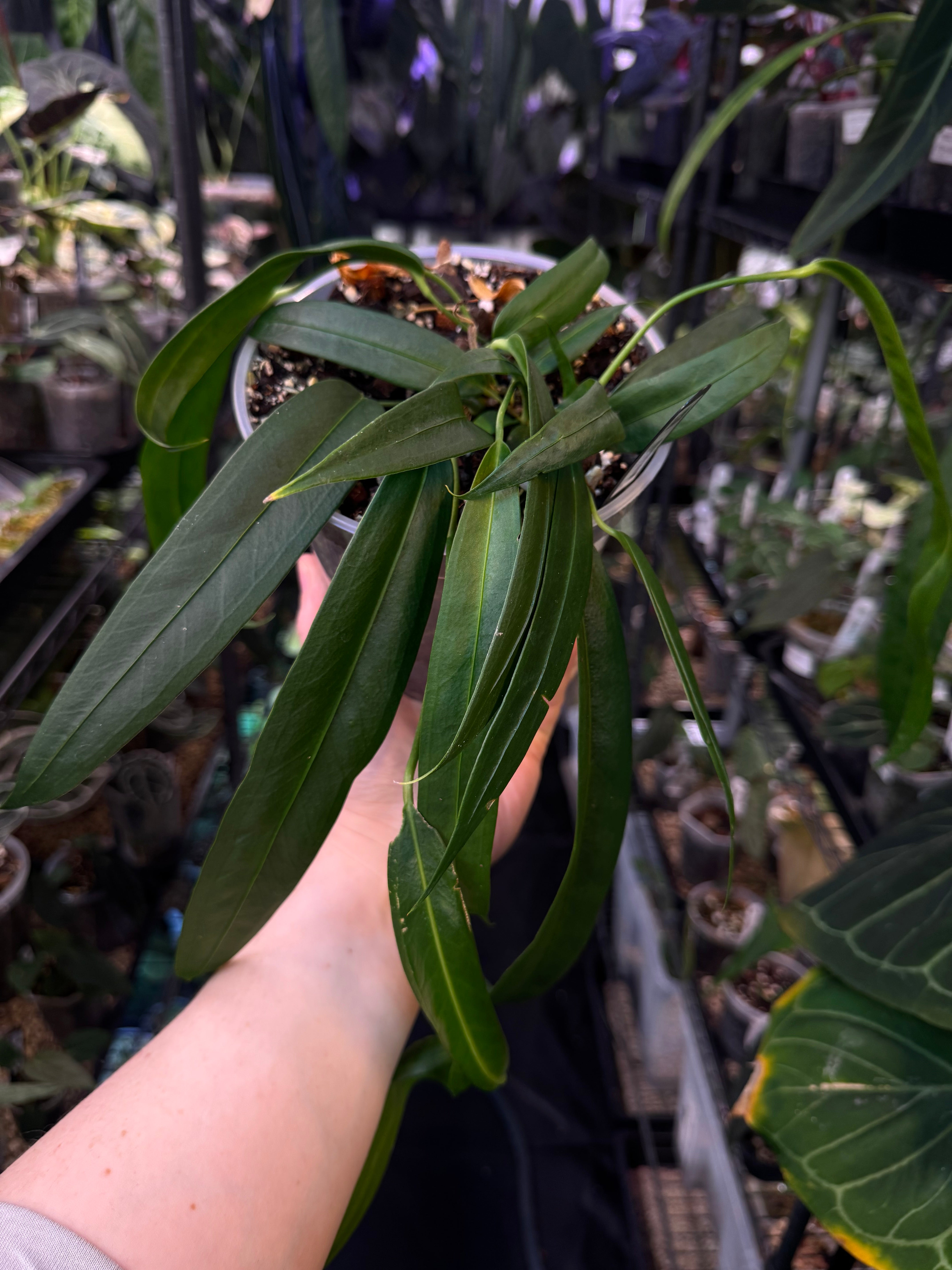 NFS: Anthurium Wendlingeri NSE