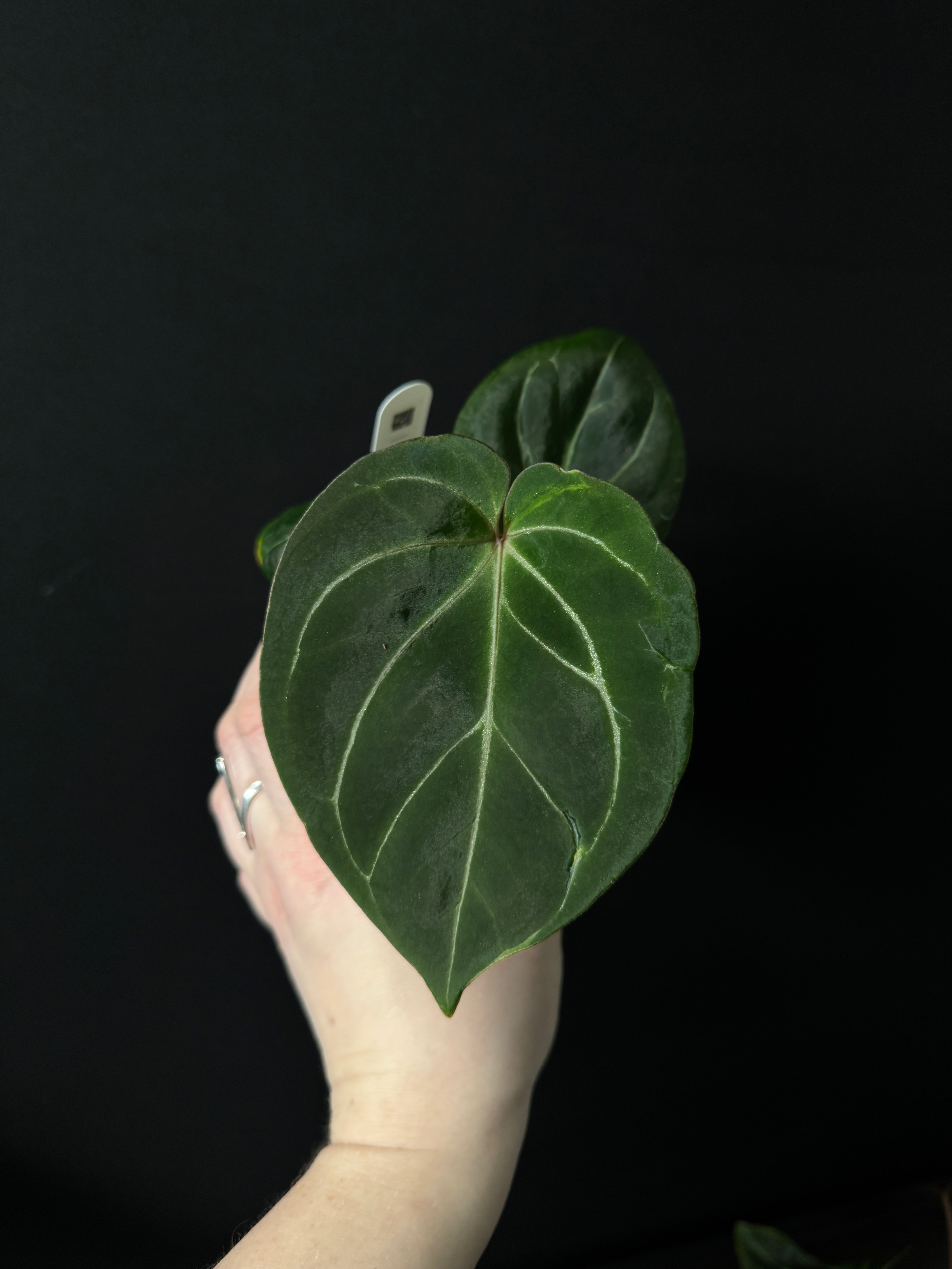 Anthurium King Of Spades / HU