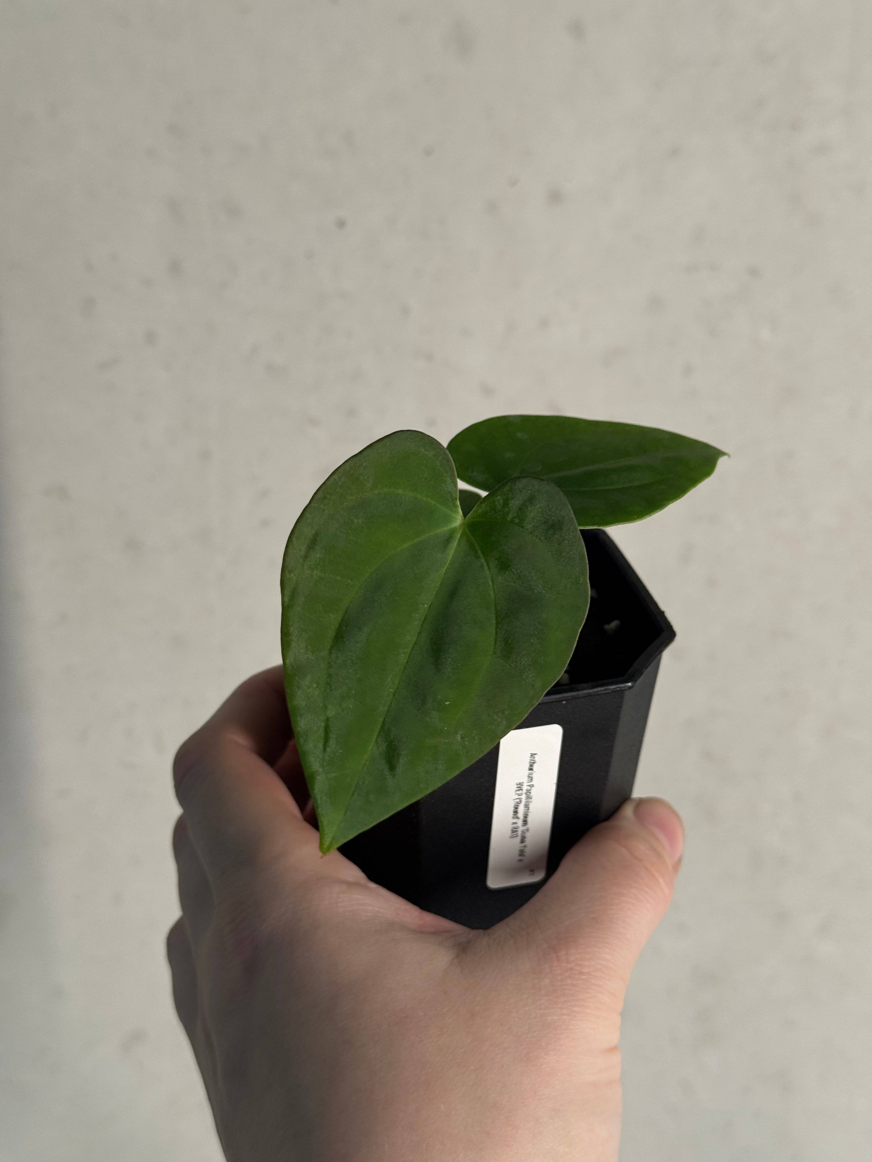 Anthurium Papillilaminum 'Guna Yala' x BVEP (‘Round’ x RA1) - SMUKHI