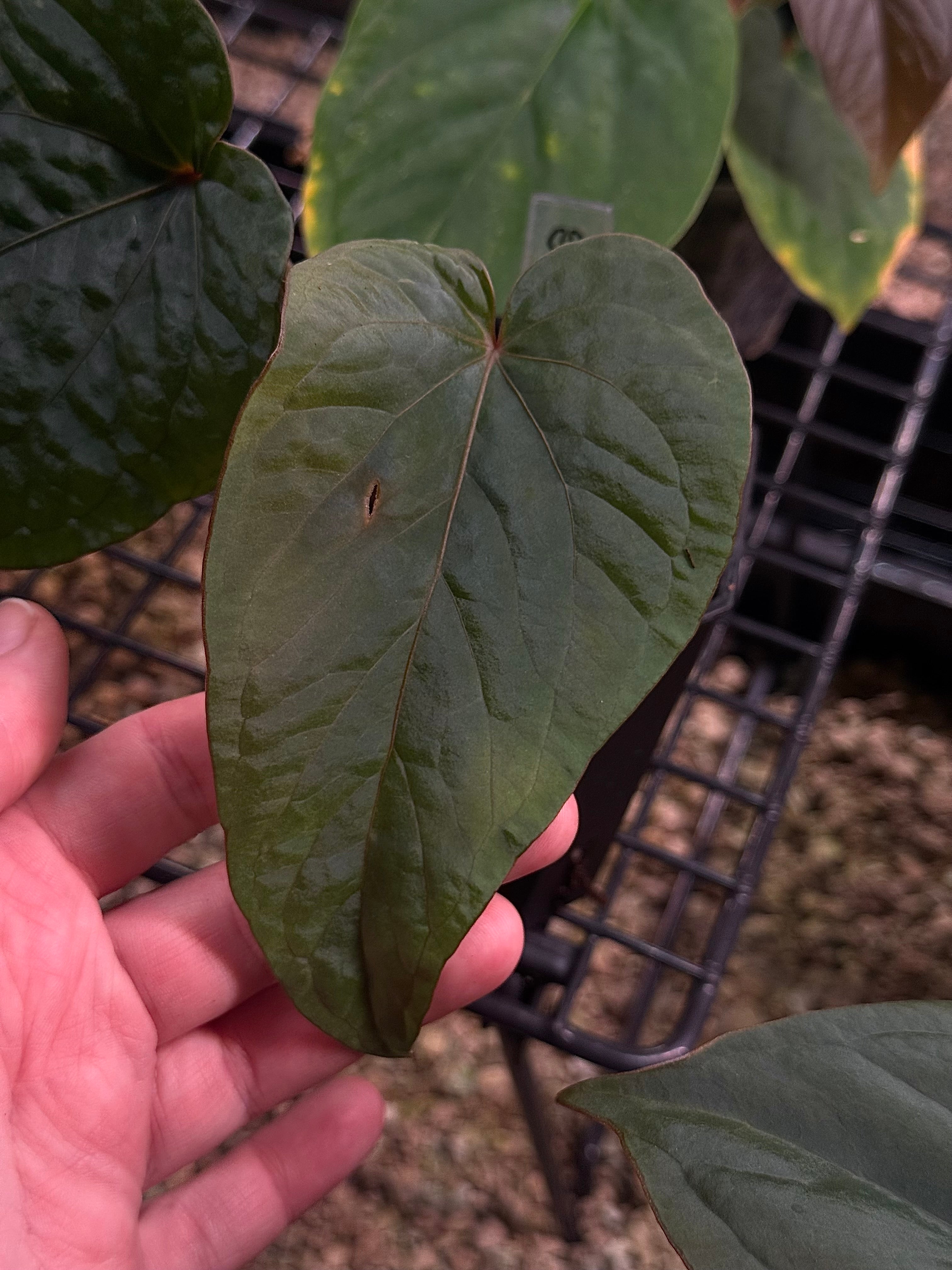 Anthurium Kunayalense F1 - Clone - Pre-order - SMUKHI