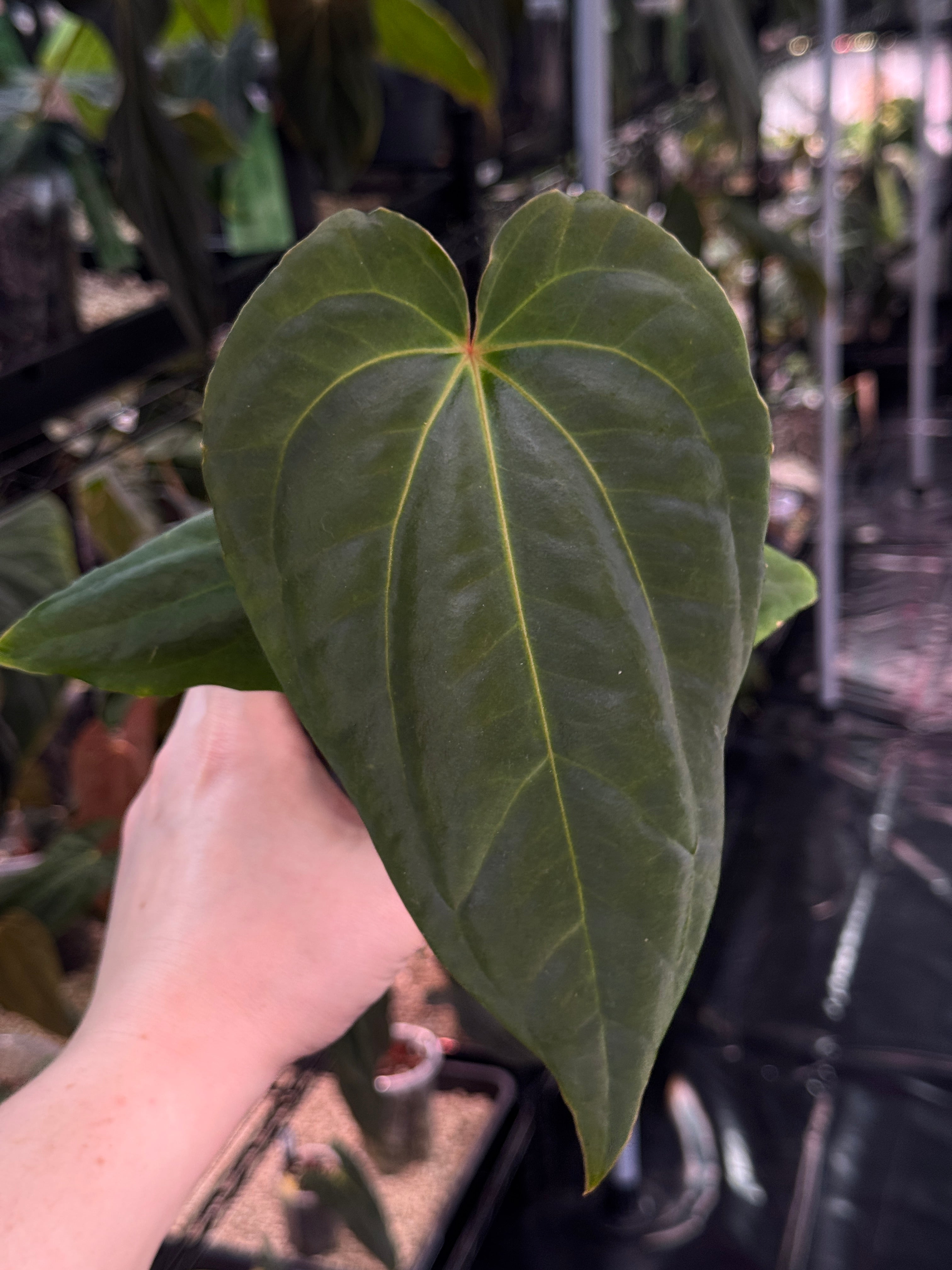 Anthurium (Besseae aff x Debile) x (Besseae aff x Dressleri)