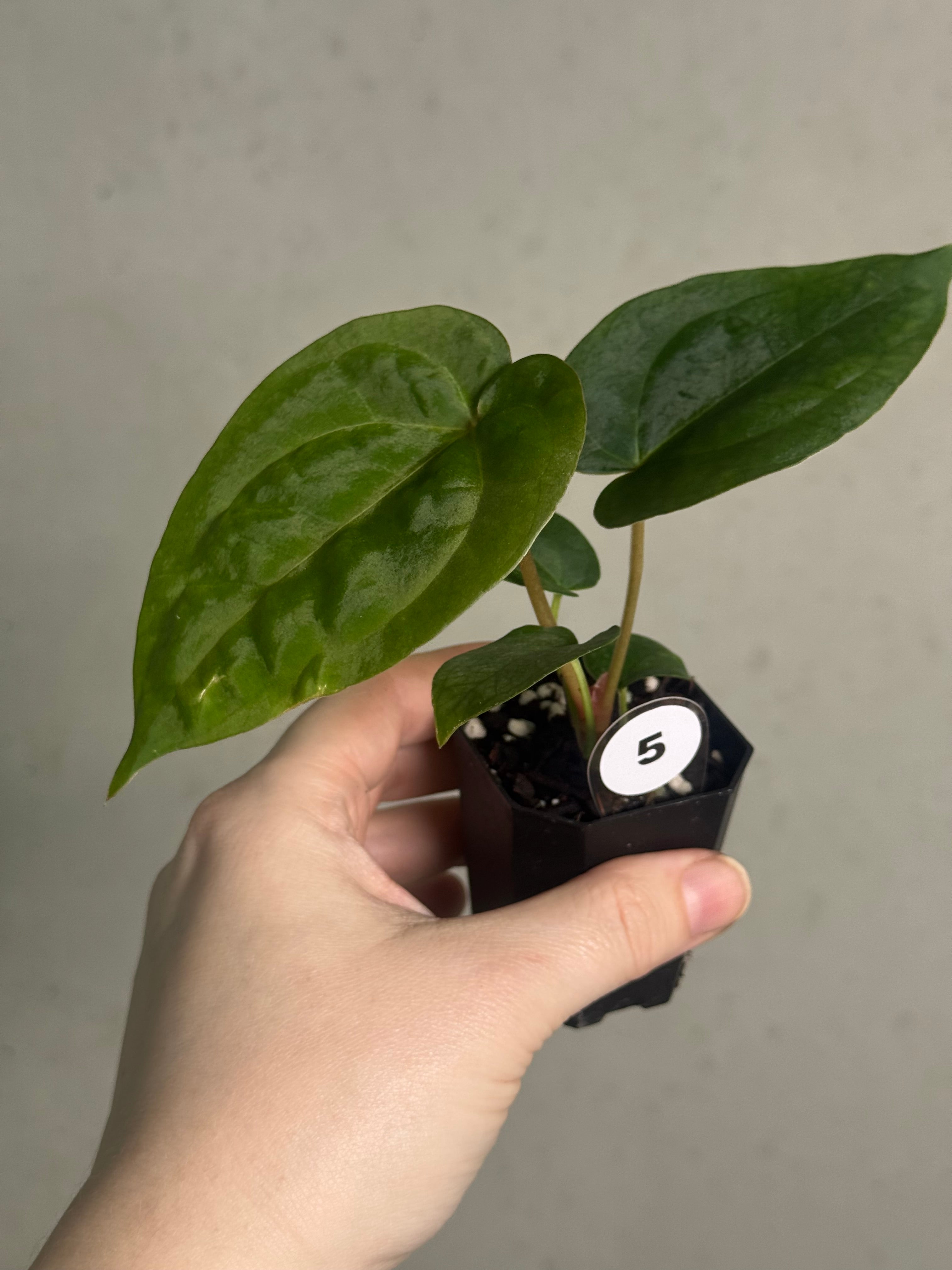 Anthurium Papillilaminum 'Guna Yala' x (Zara x Michelle) - SMUKHI