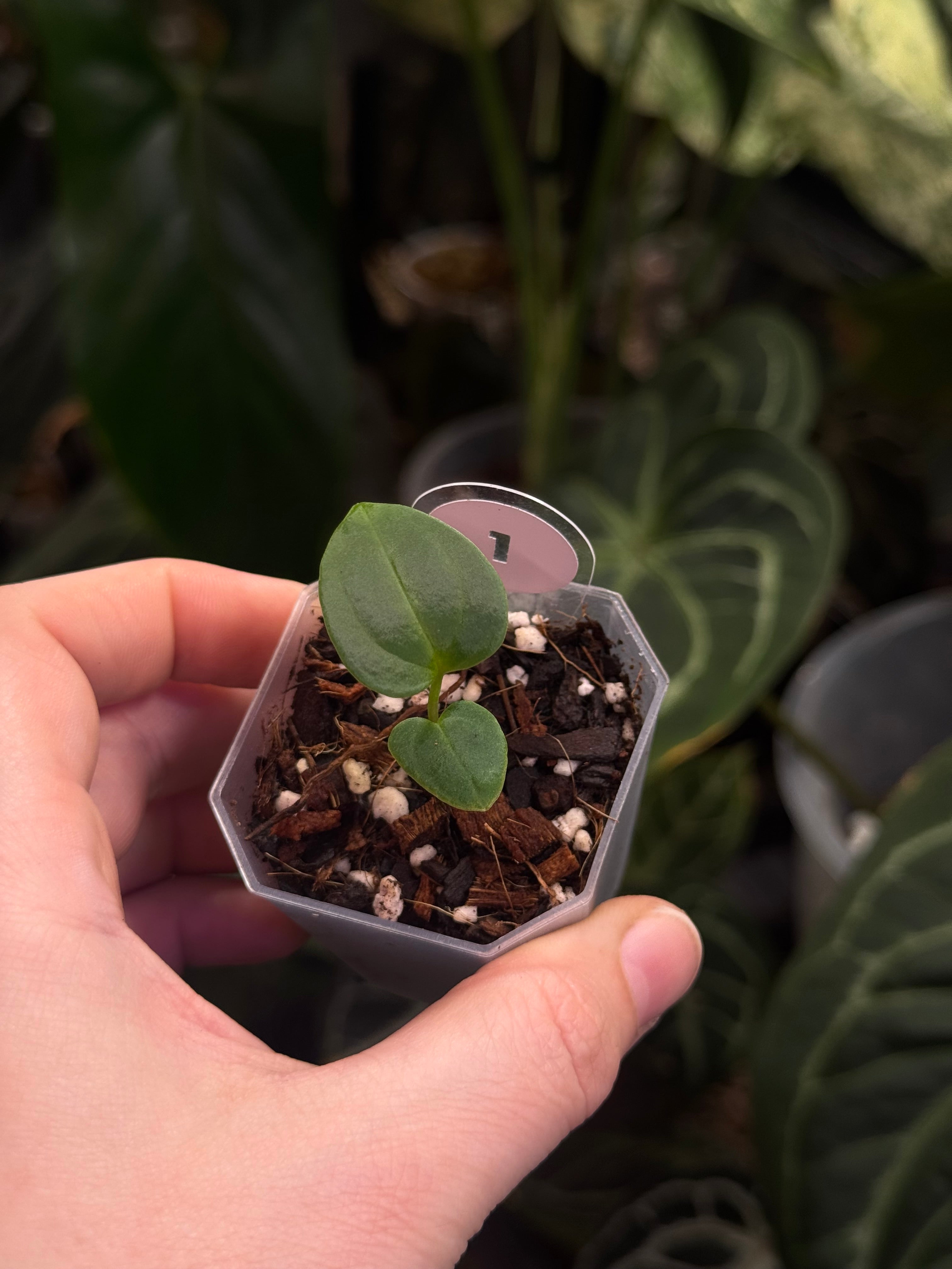 Anthurium Carlablackiae (A2 x RA7) x open