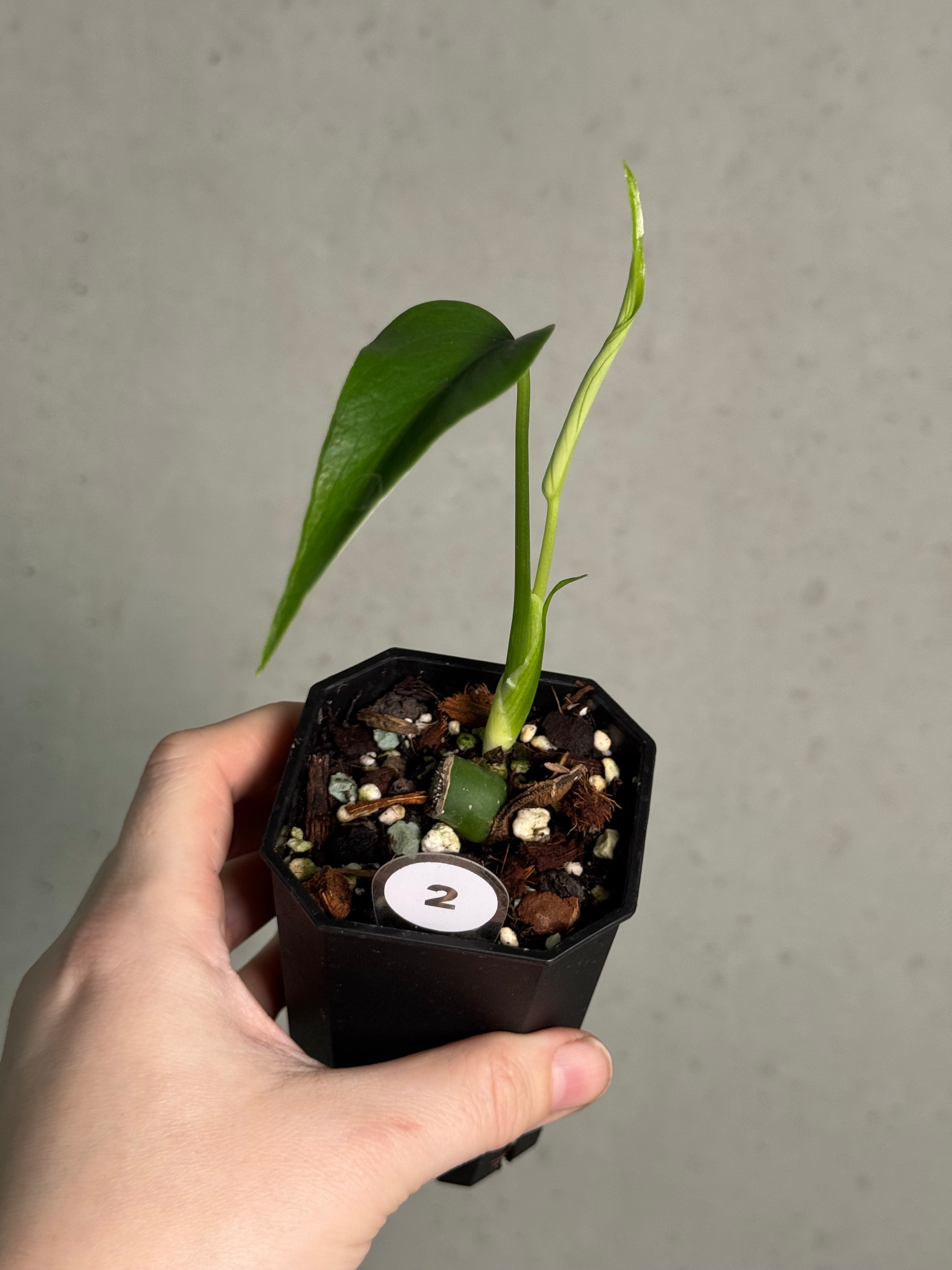 Monstera Burle Marx Flame - Clone - SMUKHI