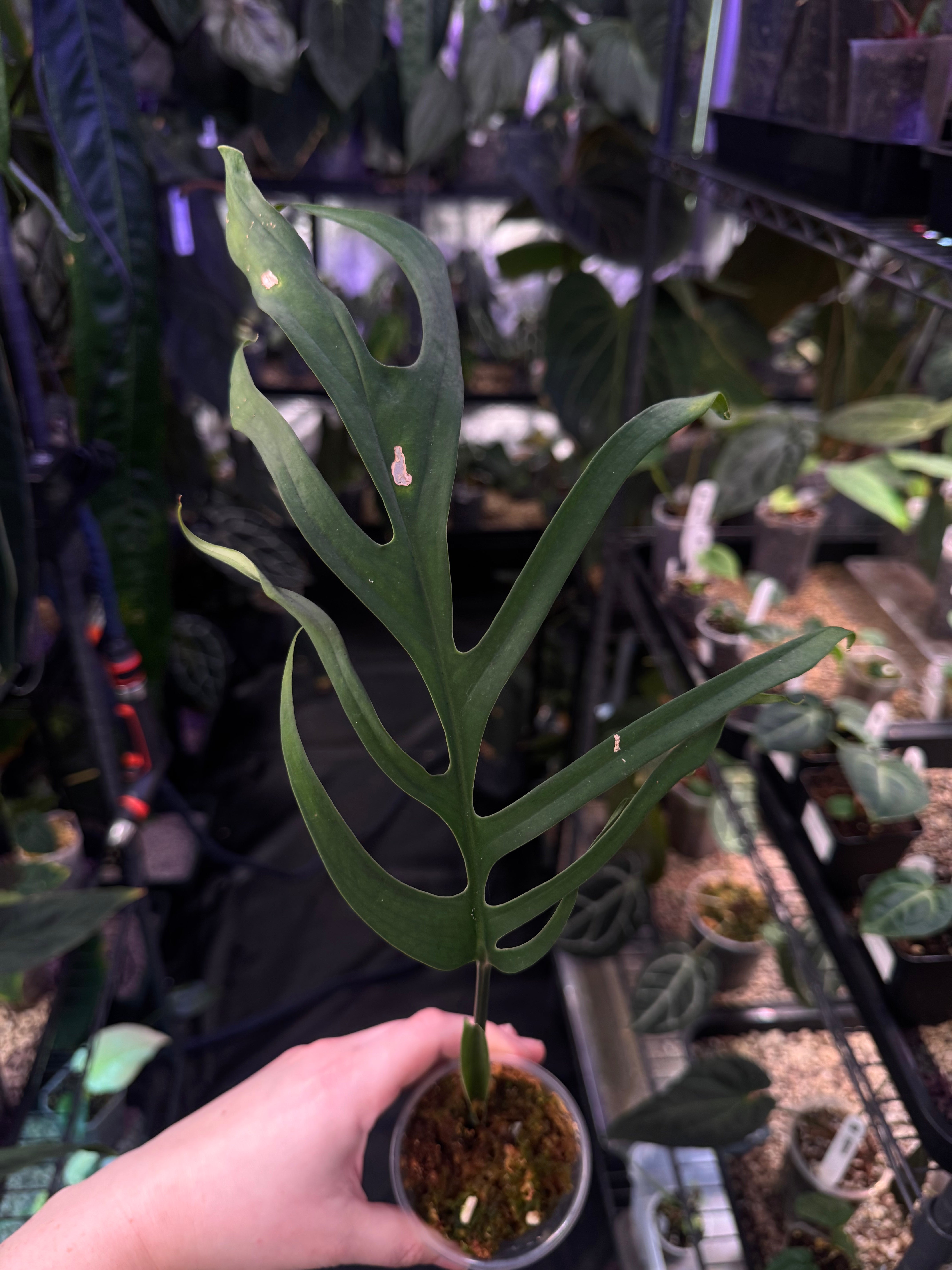 Monstera Croatii - Cutting