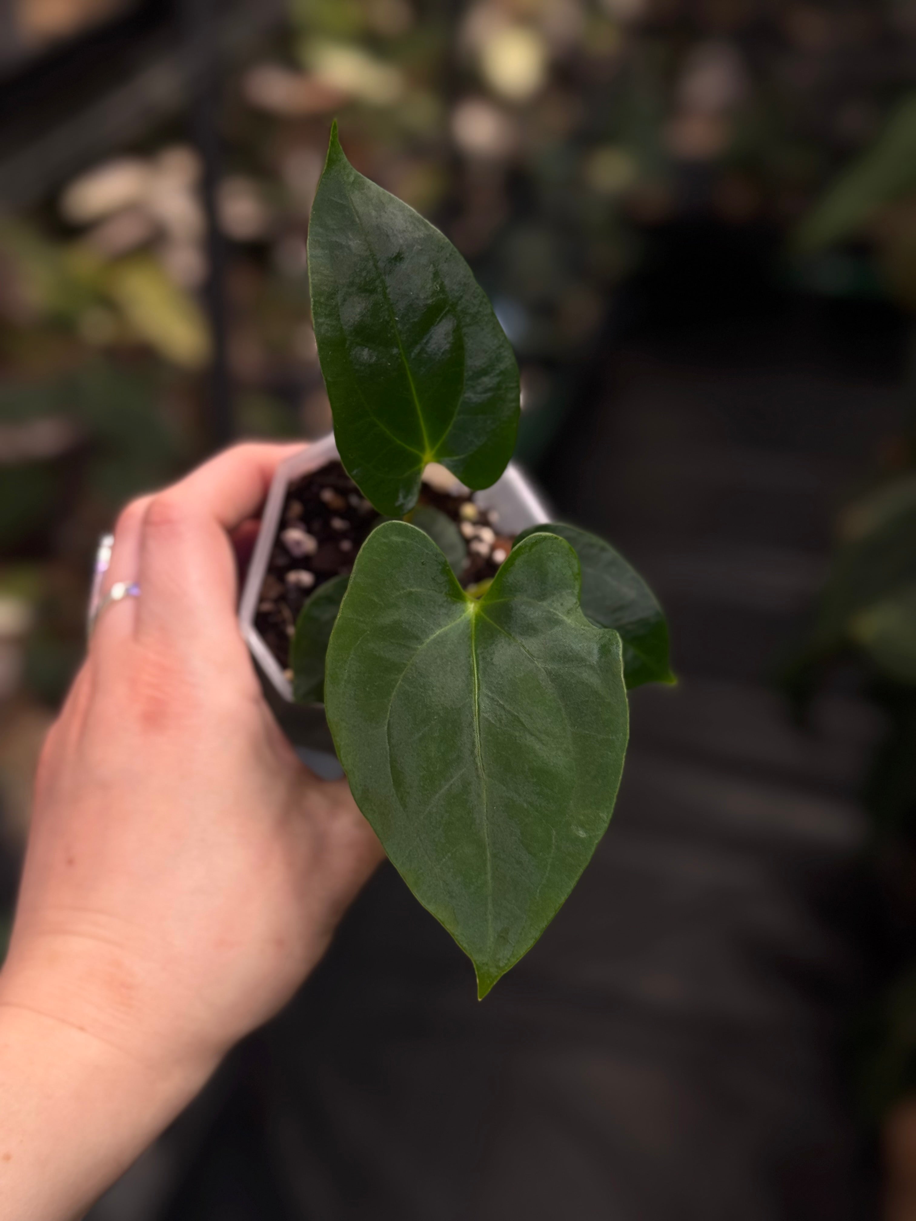 Anthurium Papillilaminum 'Em' x RLxFS F2