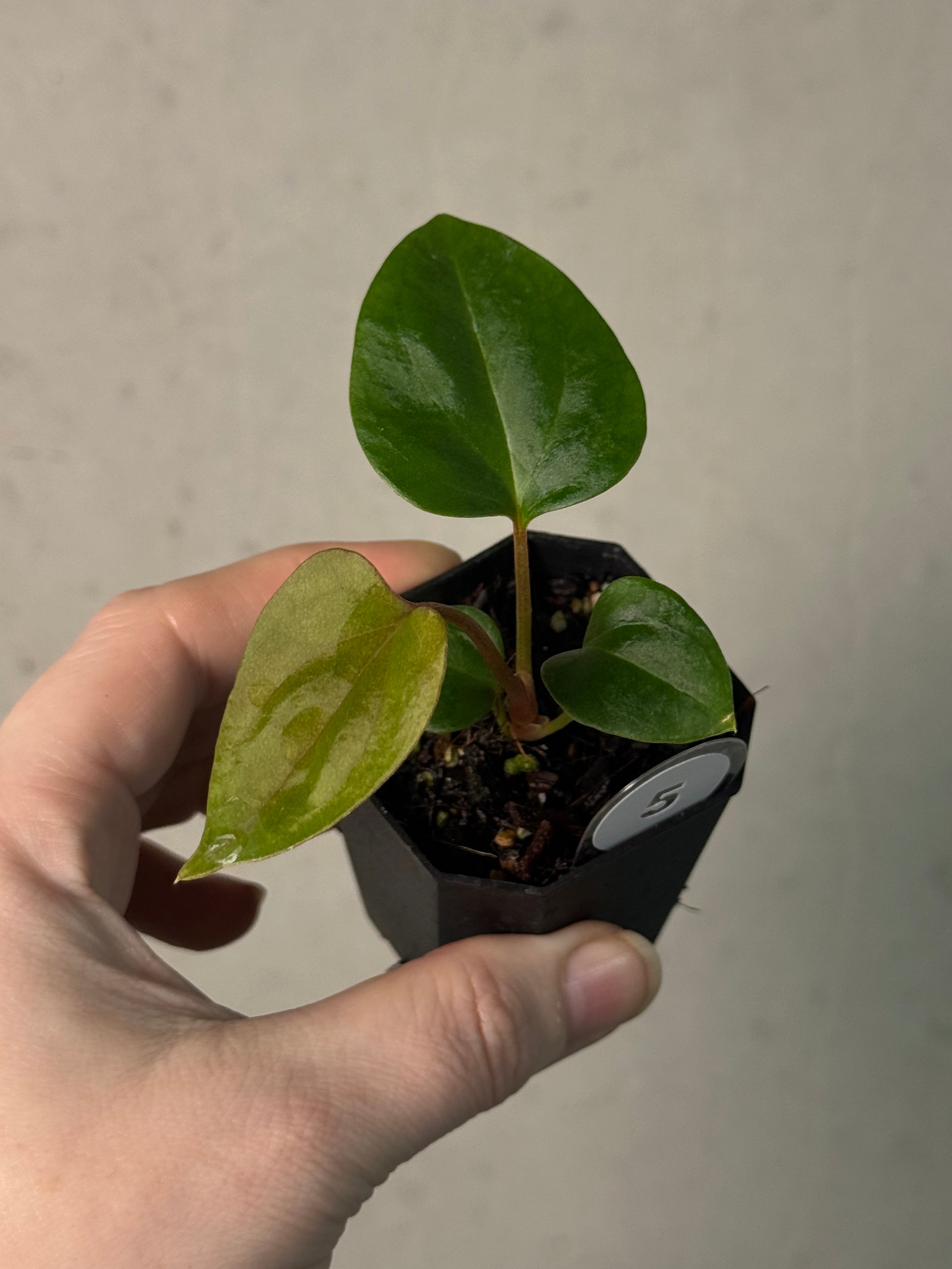 Anthurium (Papillilaminum 'Marie' x 'IL') x Indo Portillae or self - SMUKHI