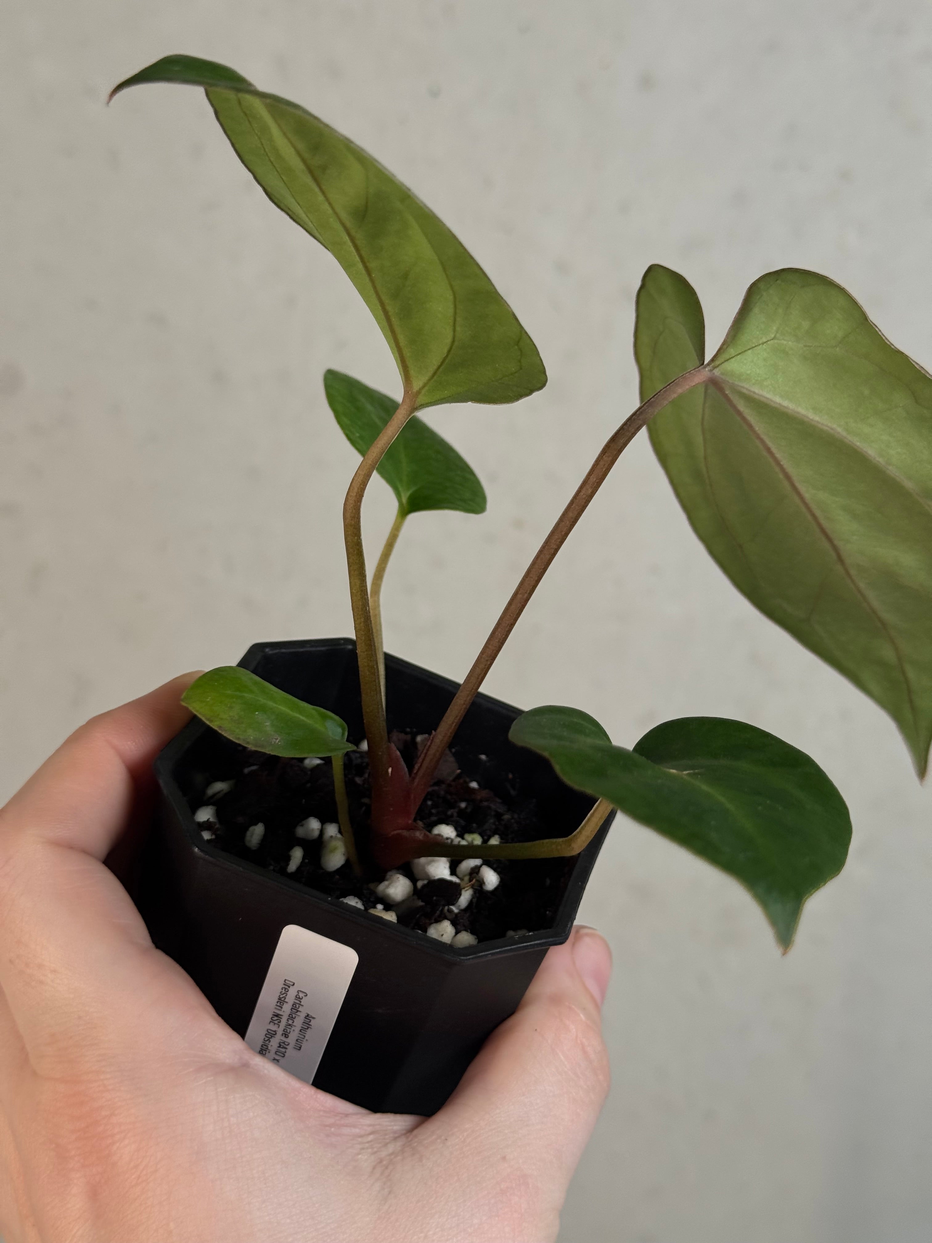Anthurium Carlablackiae RA10 S1 x Dressleri ‘Obsidian’