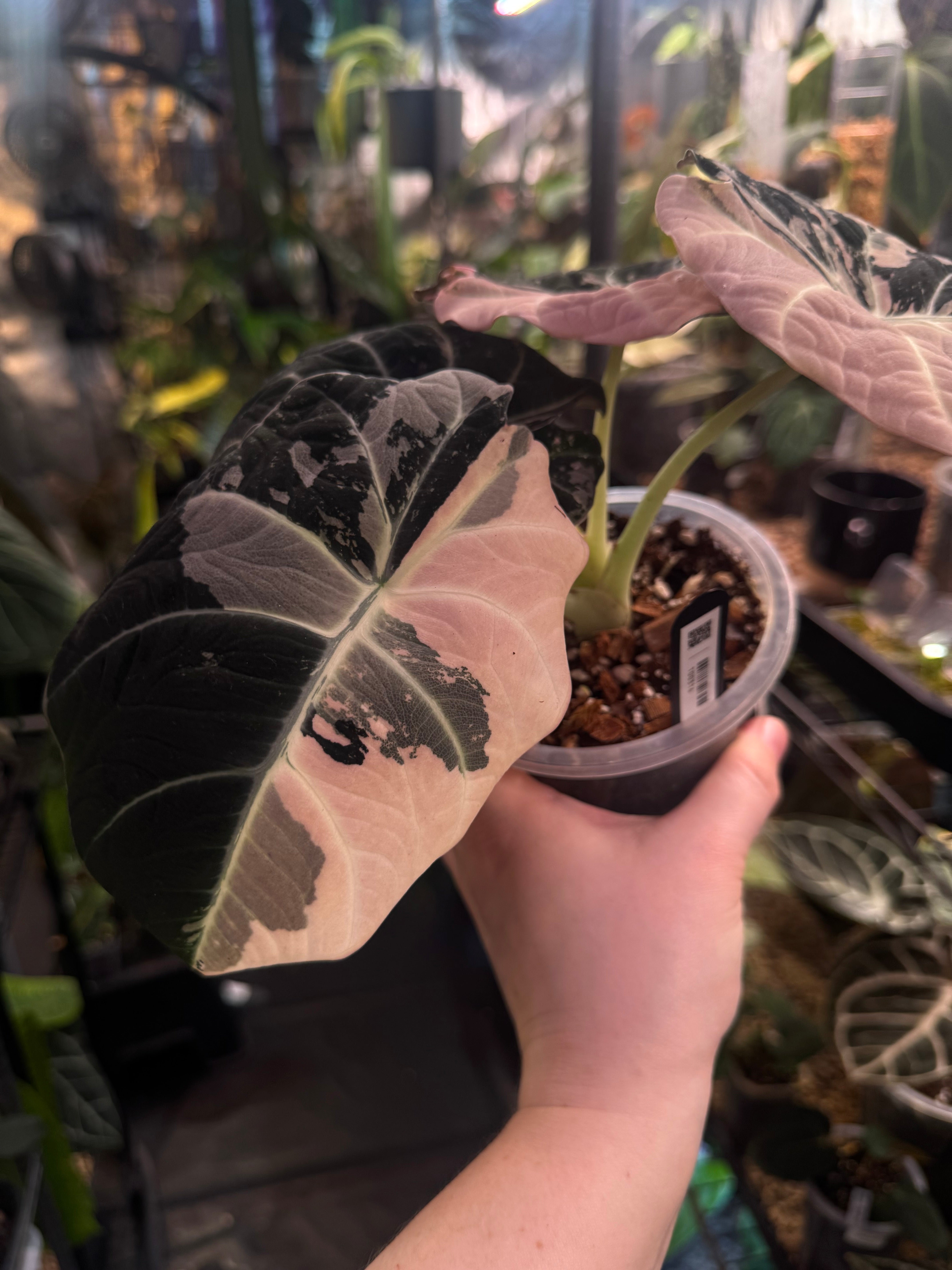 NFS: Alocasia Black Velvet Pink Variegata