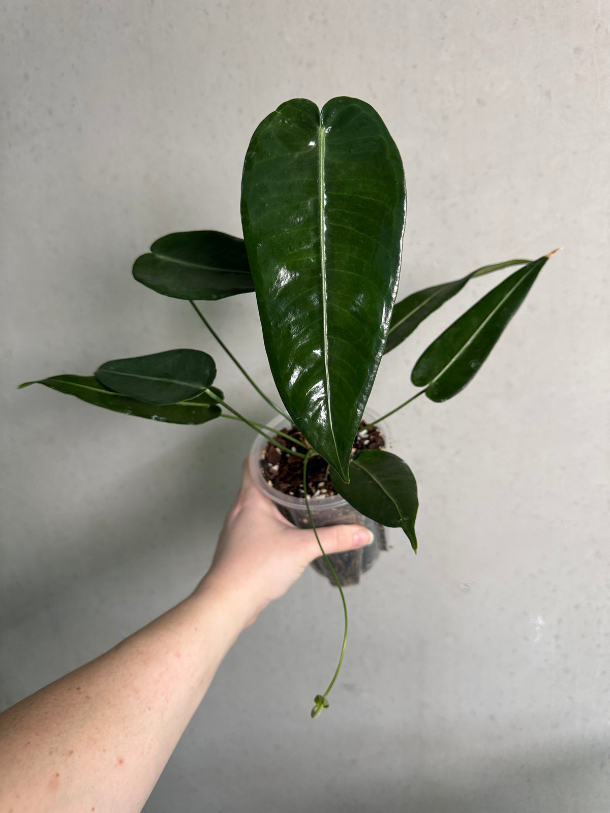 Healthy Anthurium Timplowmanii plant by SMUKHI with lush green leaves and vibrant spathes, perfect for indoor or outdoor decor.