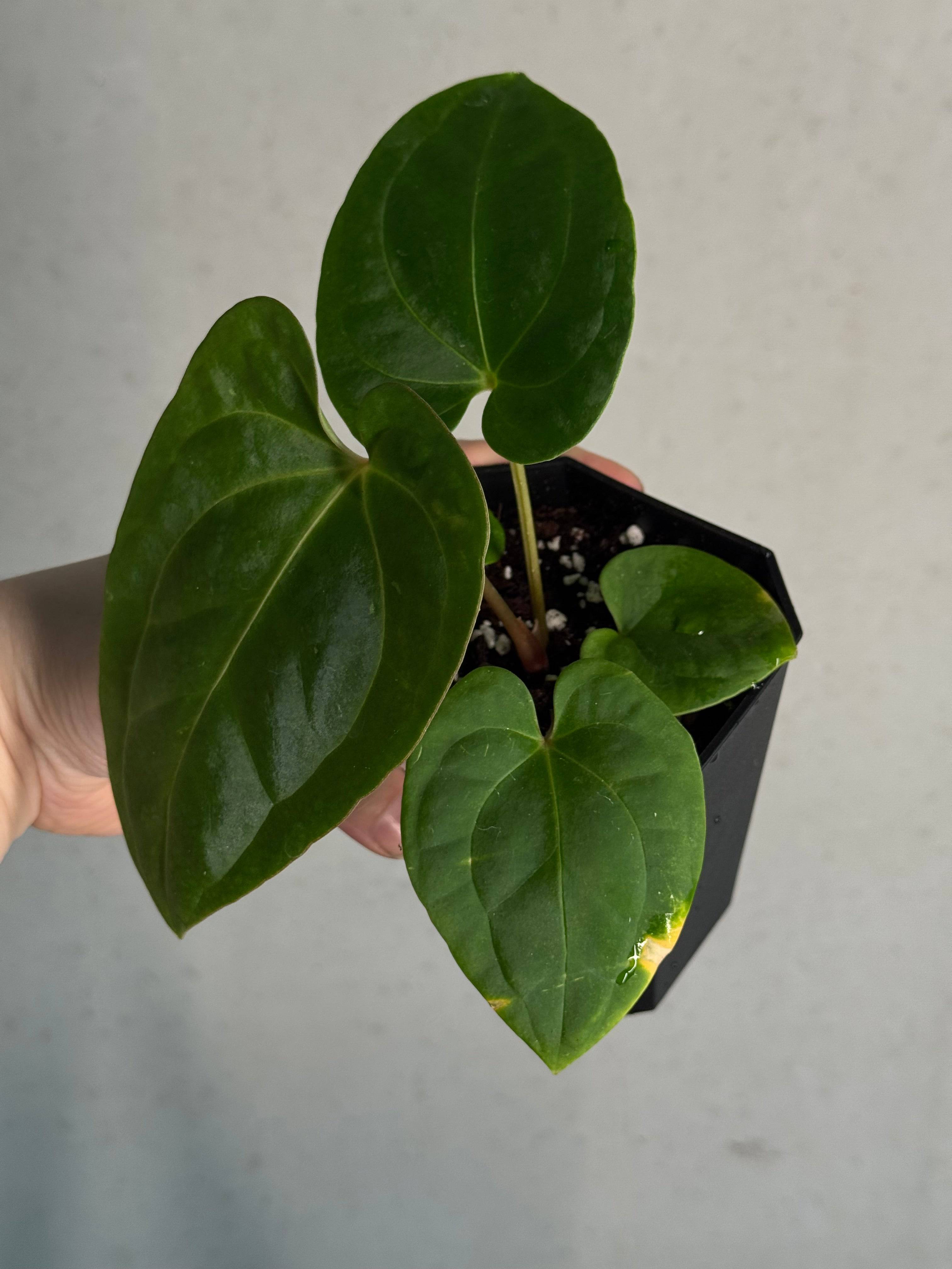 Anthurium Papillilaminum 'Guna Yala' x Luxurians - SMUKHI