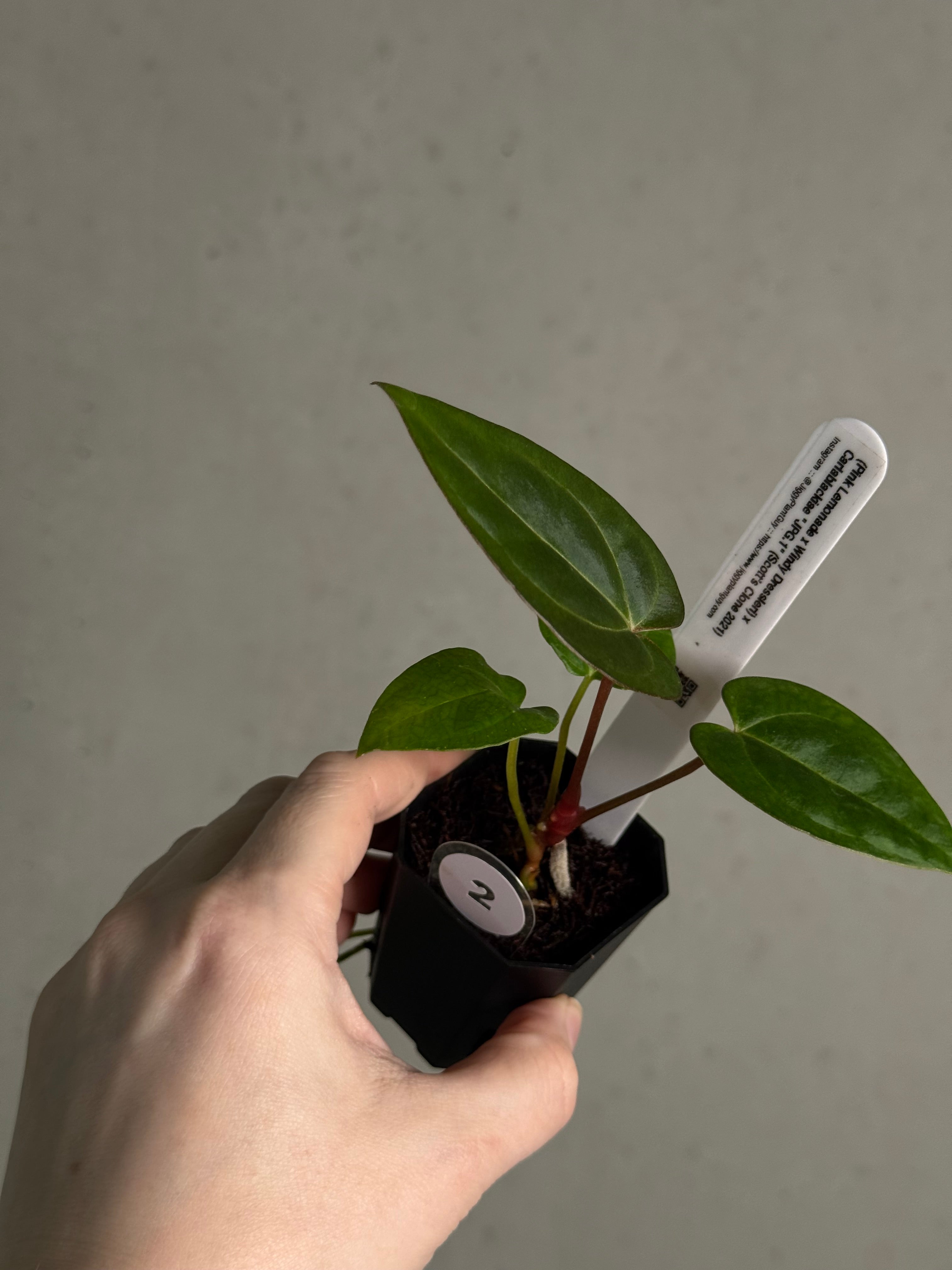 Anthurium (‘Pink Lemonade’ x Windy Dressleri) x Carlablackiae JPG.1