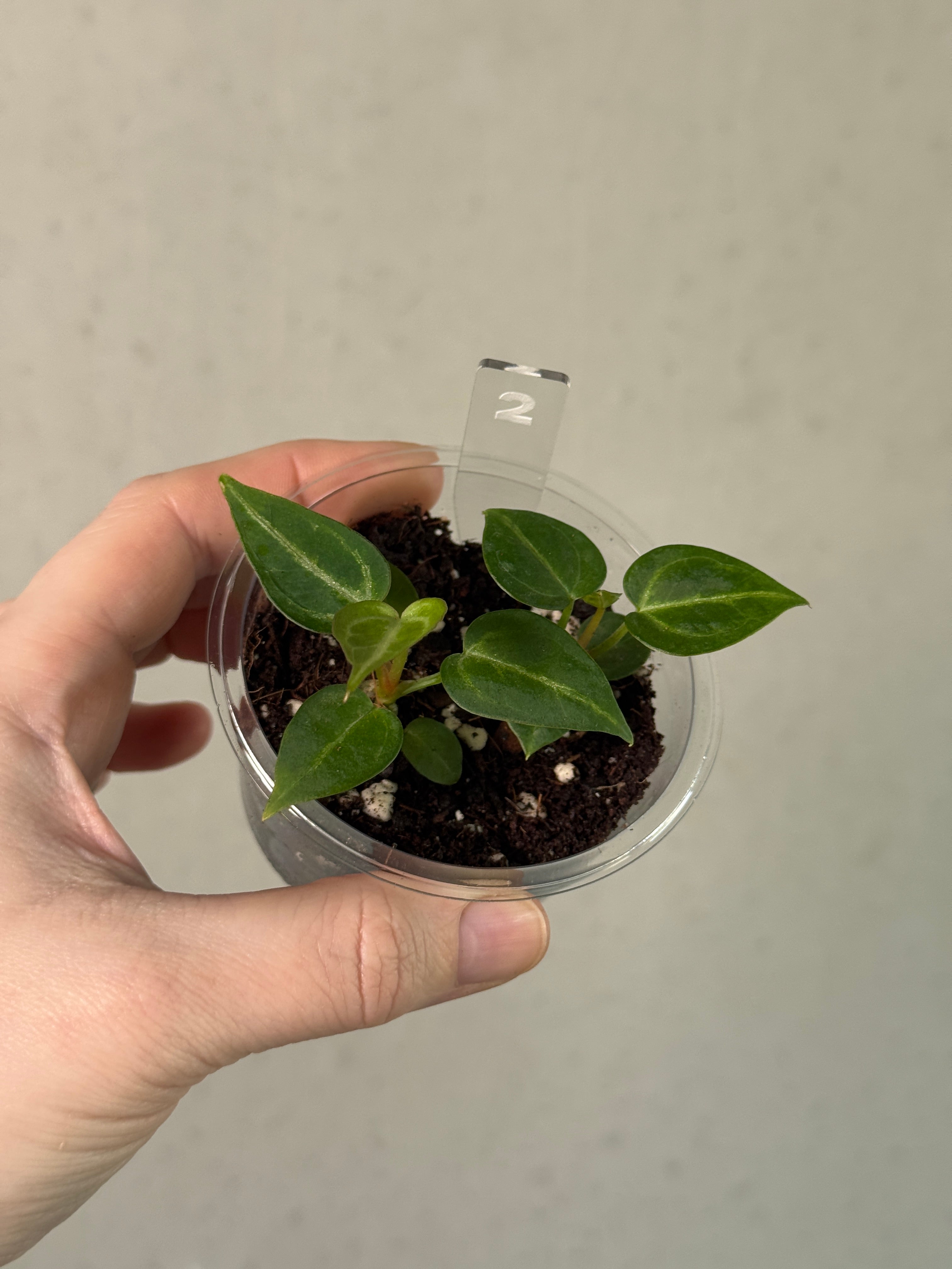 Anthurium 'Silver Blush' S1 (sets)