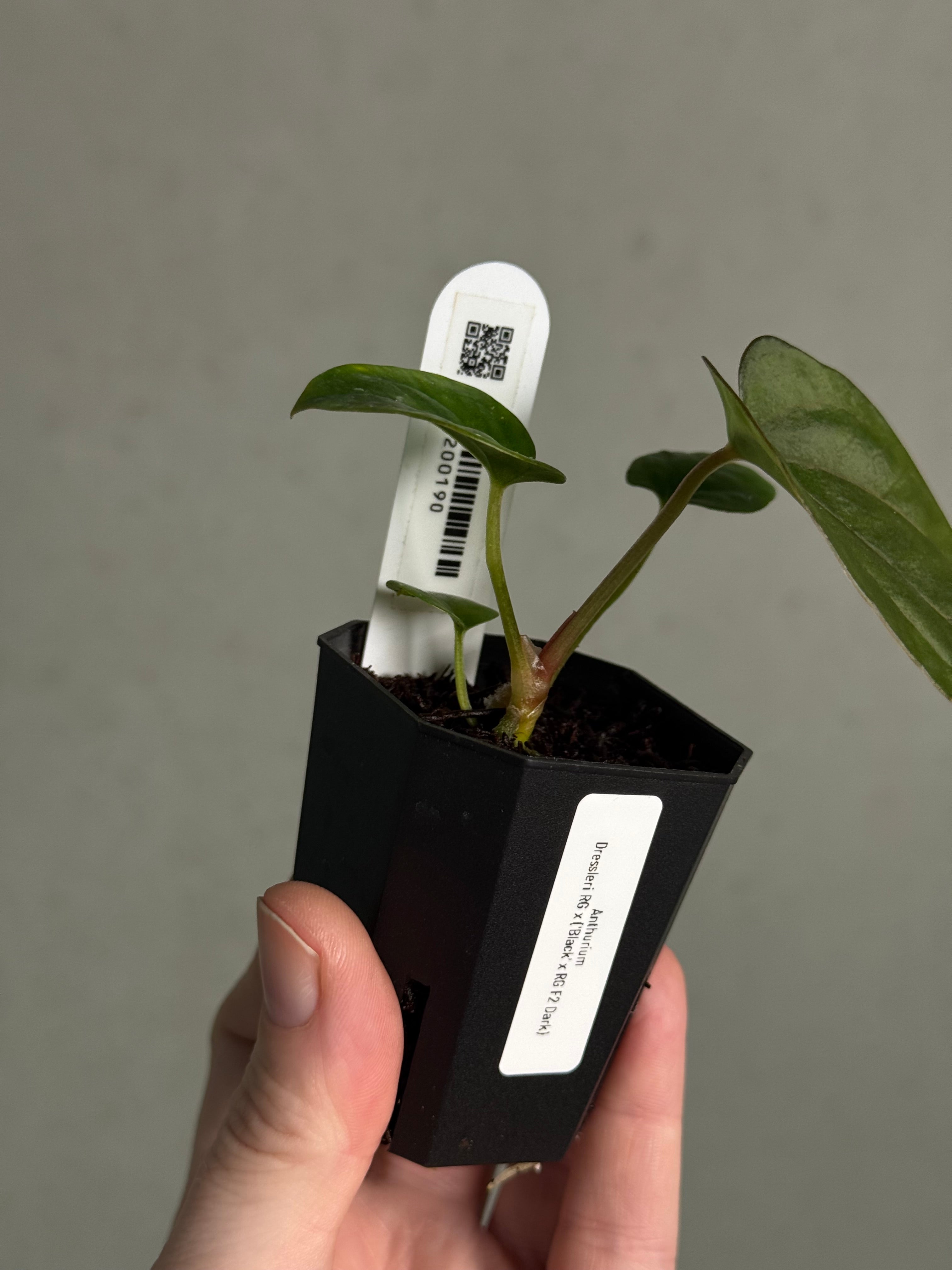 Anthurium Dressleri RG x ('Black' x RG F2 Dark) - SMUKHI