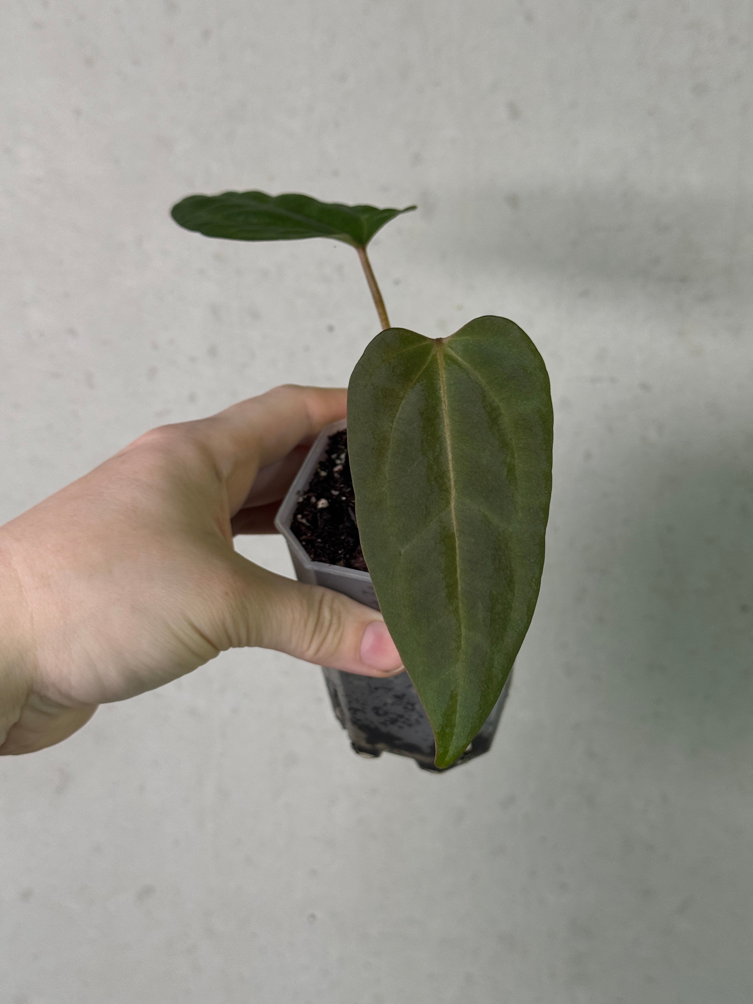 Dark form Anthurium Ace of Spades x Portillae ‘Dorito’ plant by SMUKHI, showing glossy dark leaves and vibrant spade-shaped foliage.