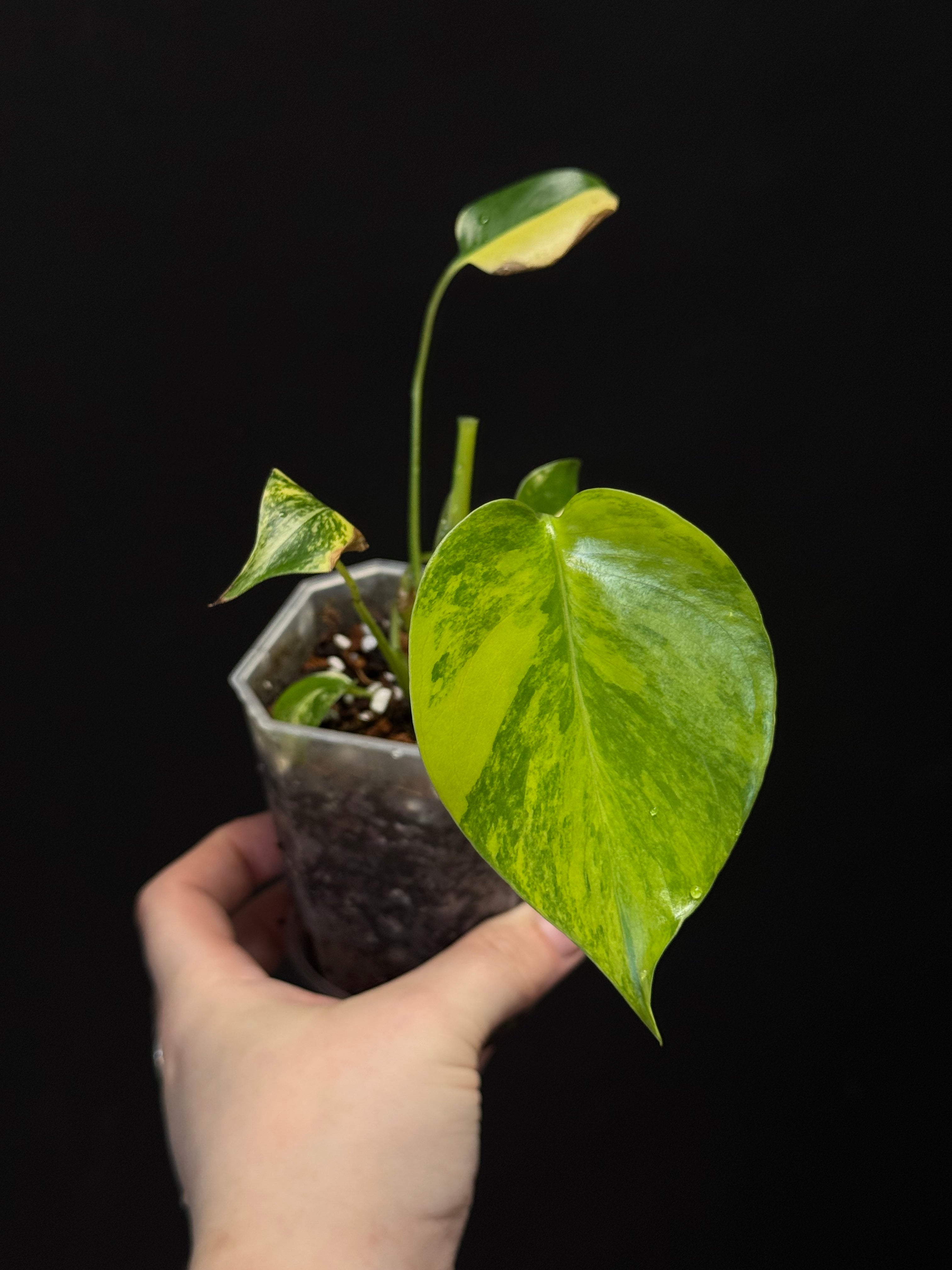 Monstera Yellow Marilyn