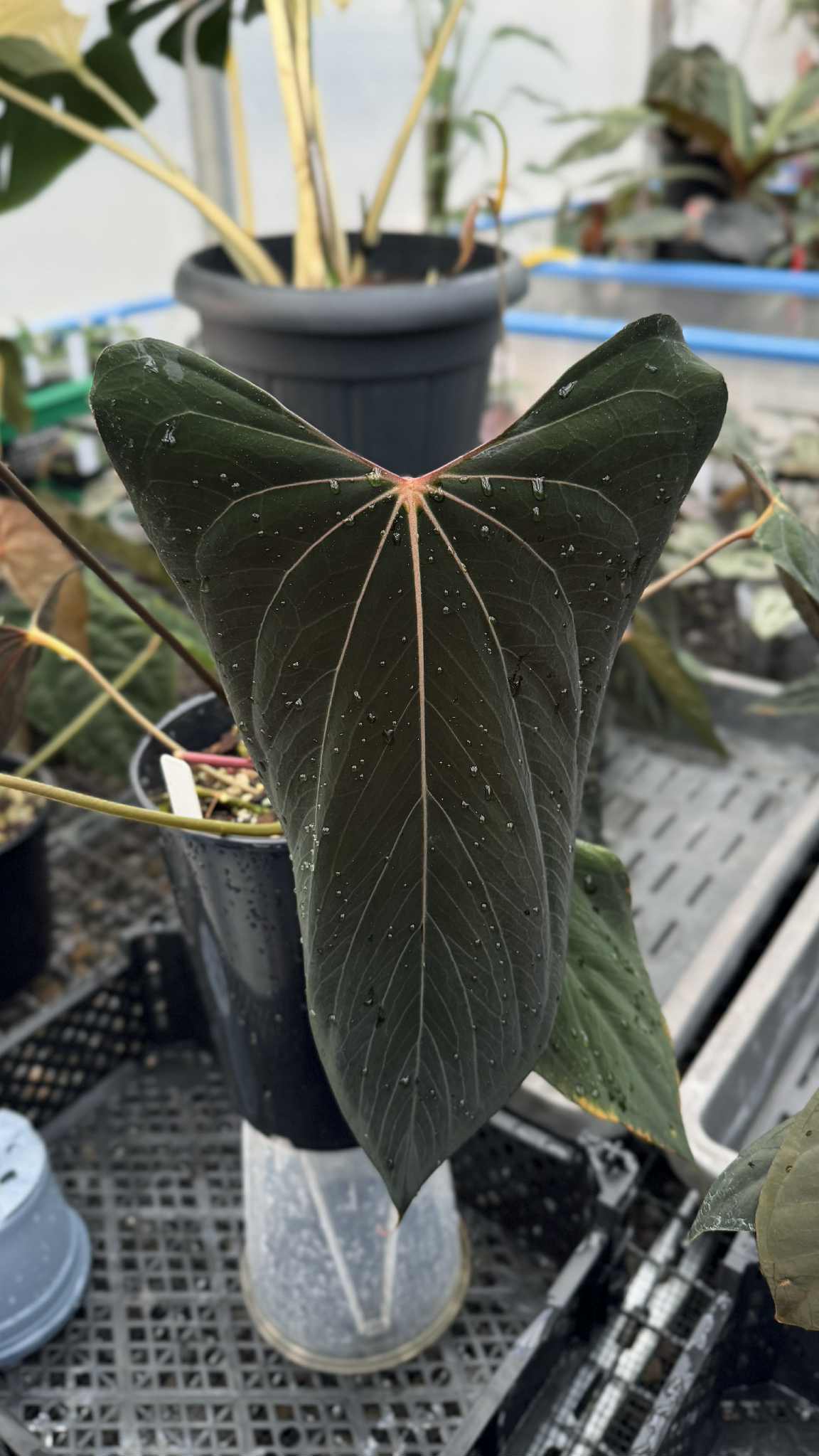 Anthurium Red Vein Dark Phoenix x (Ralph Lynam x Fort Sherman) - SMUKHI